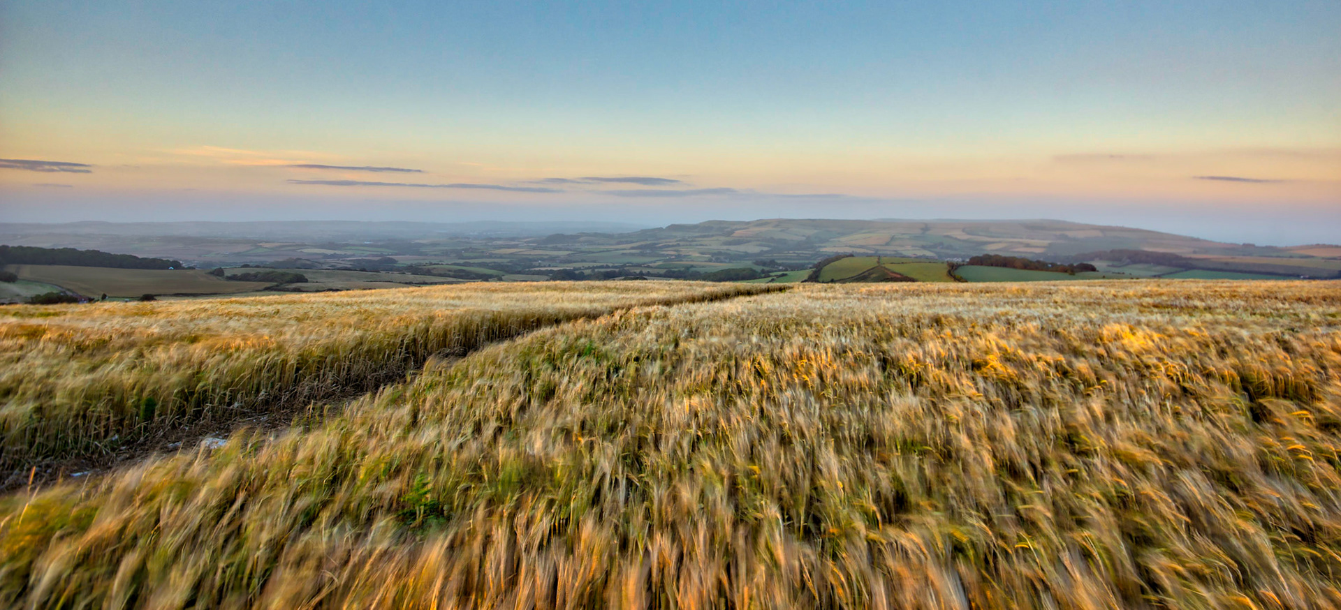 Windswept Crops, Isle of Wight, UK (HA024)