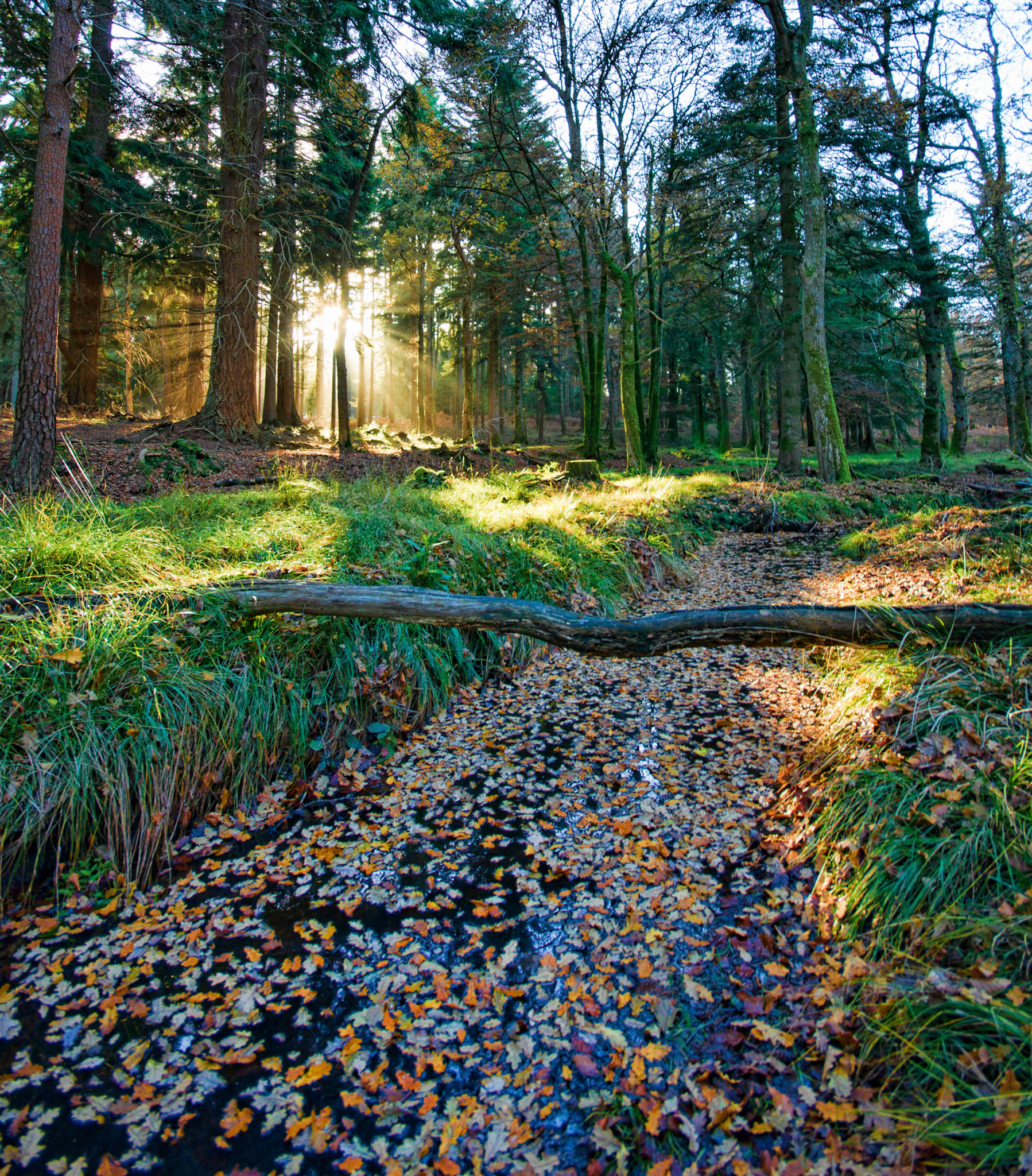 Autumn Sun in the New Forest, Hampshire, UK (HA005)