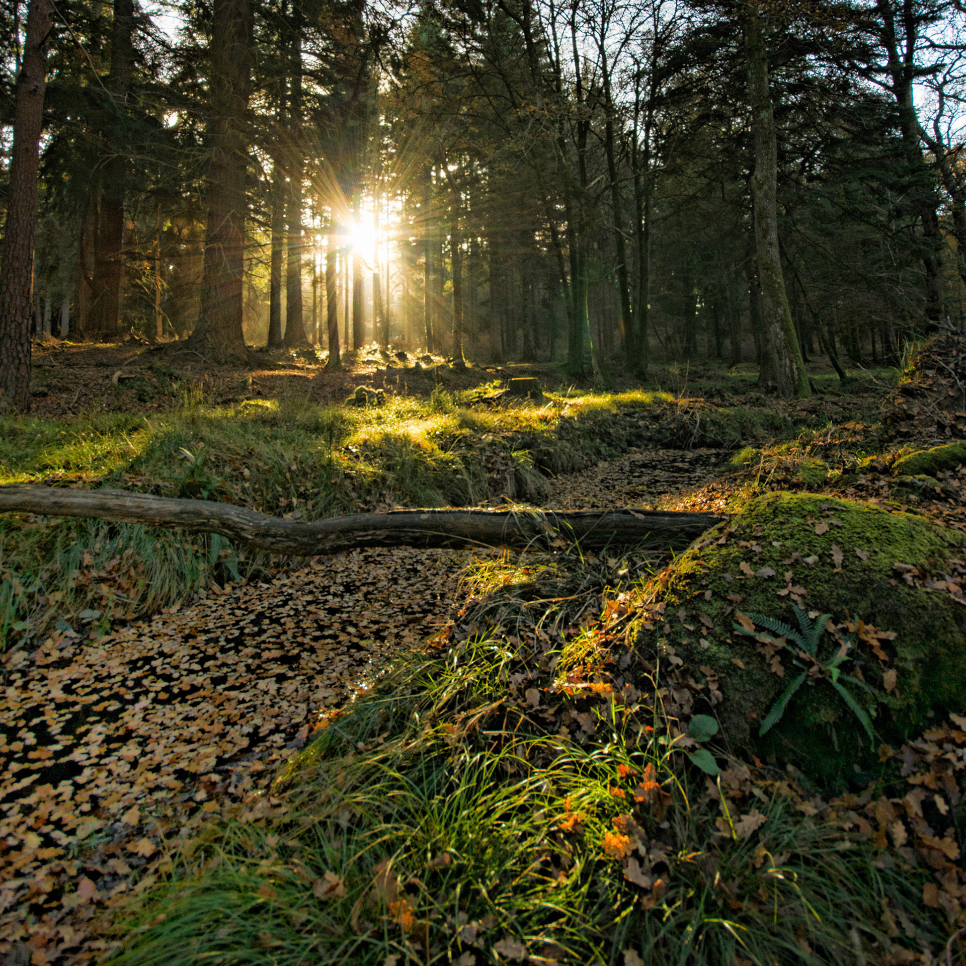 Autumn Sun in the New Forest, Hampshire, UK (HA006)