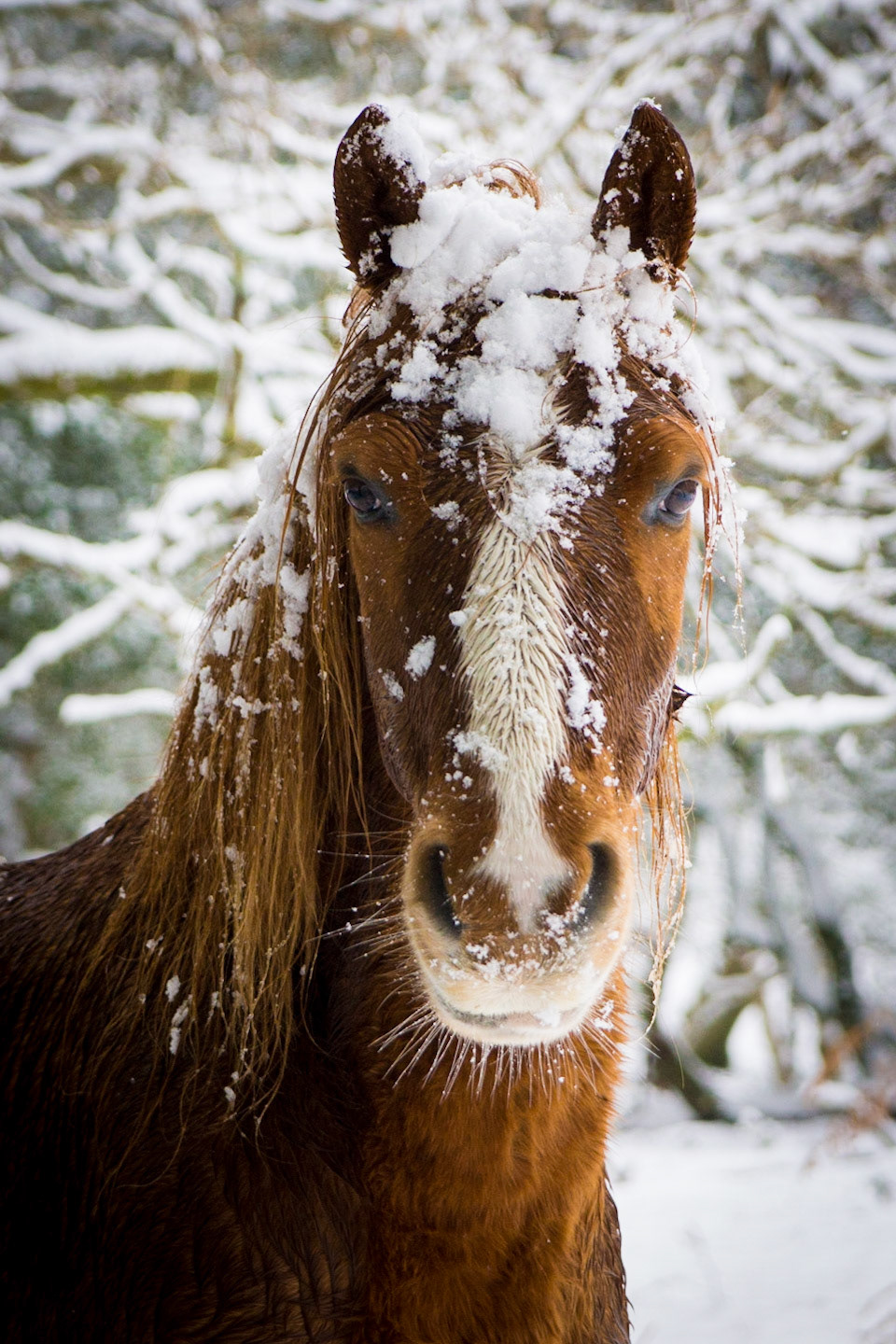 A Pony in the Snow in the New Forest, Hampshire, UK (HA042)