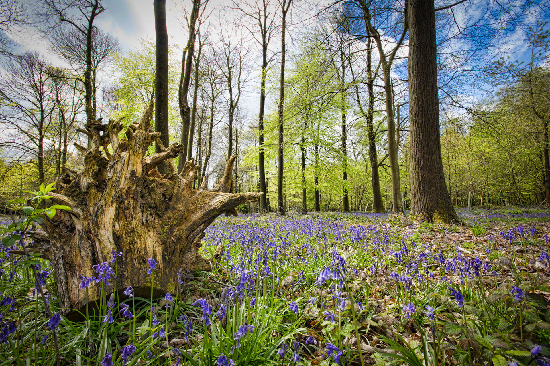 Bluebell Woods near Basingstoke, Hampshire, UK (HA009)