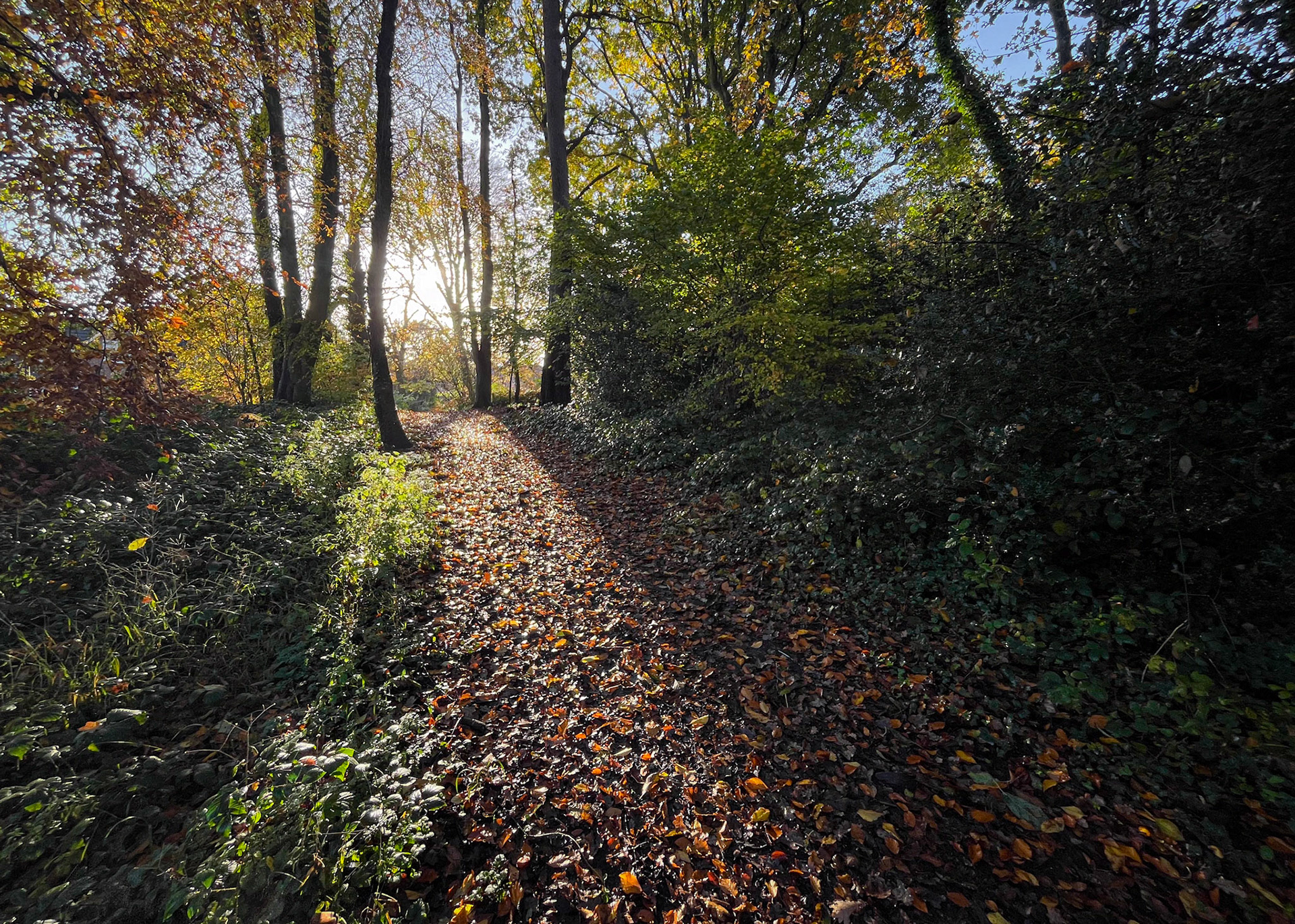Morning Sun at St John's Woods, Hedge End, Hampshire, UK (HA073)