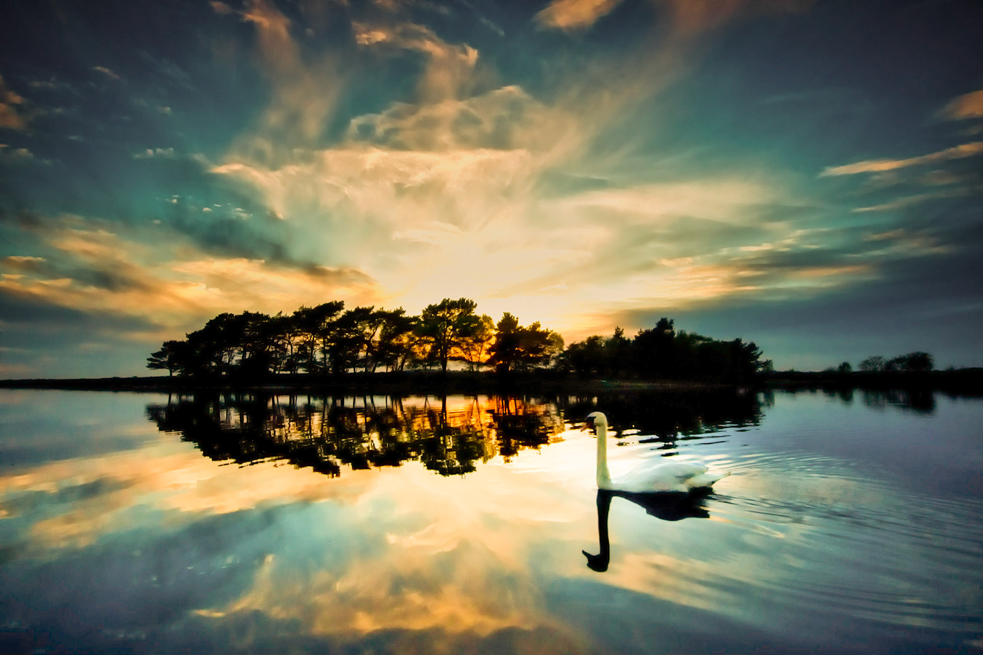 Swan on Hatchet Pond, New Forest, Hampshire, UK (HA012)