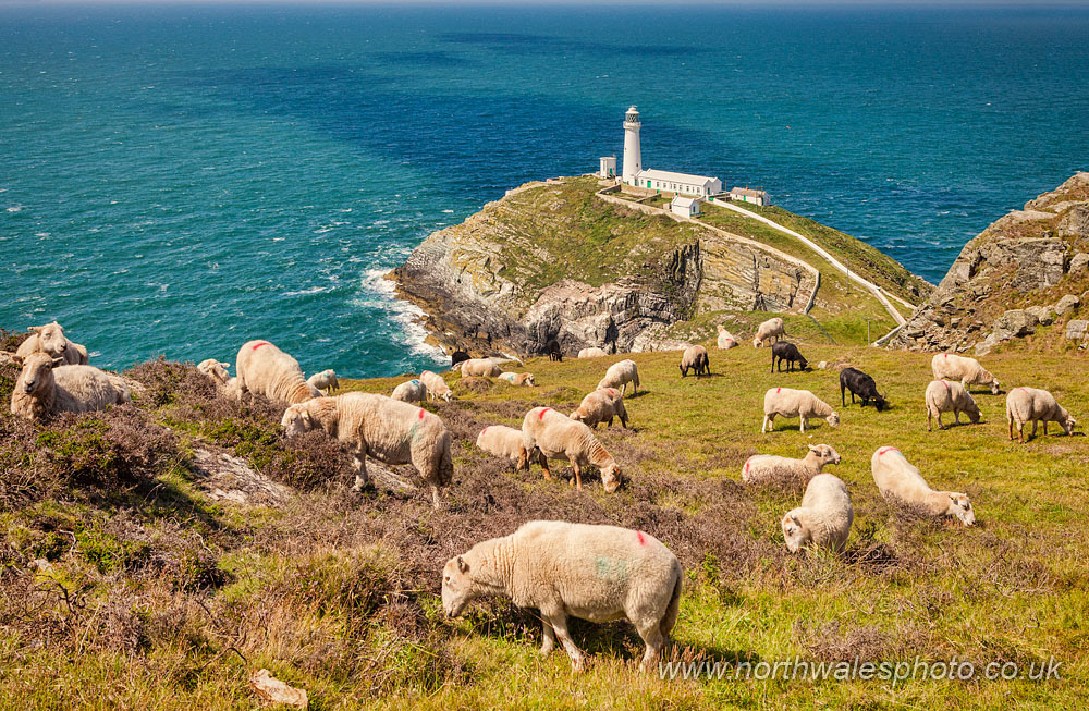 Sheep & South Stack Lighthouse
