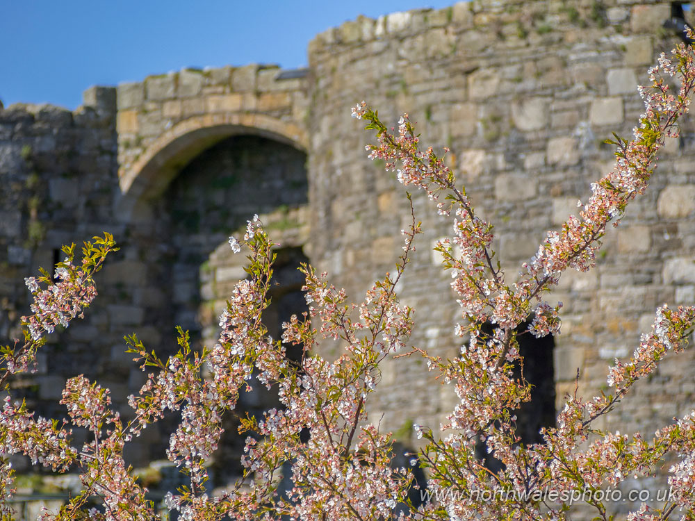 Spring Blossom, Beaumaris Castle