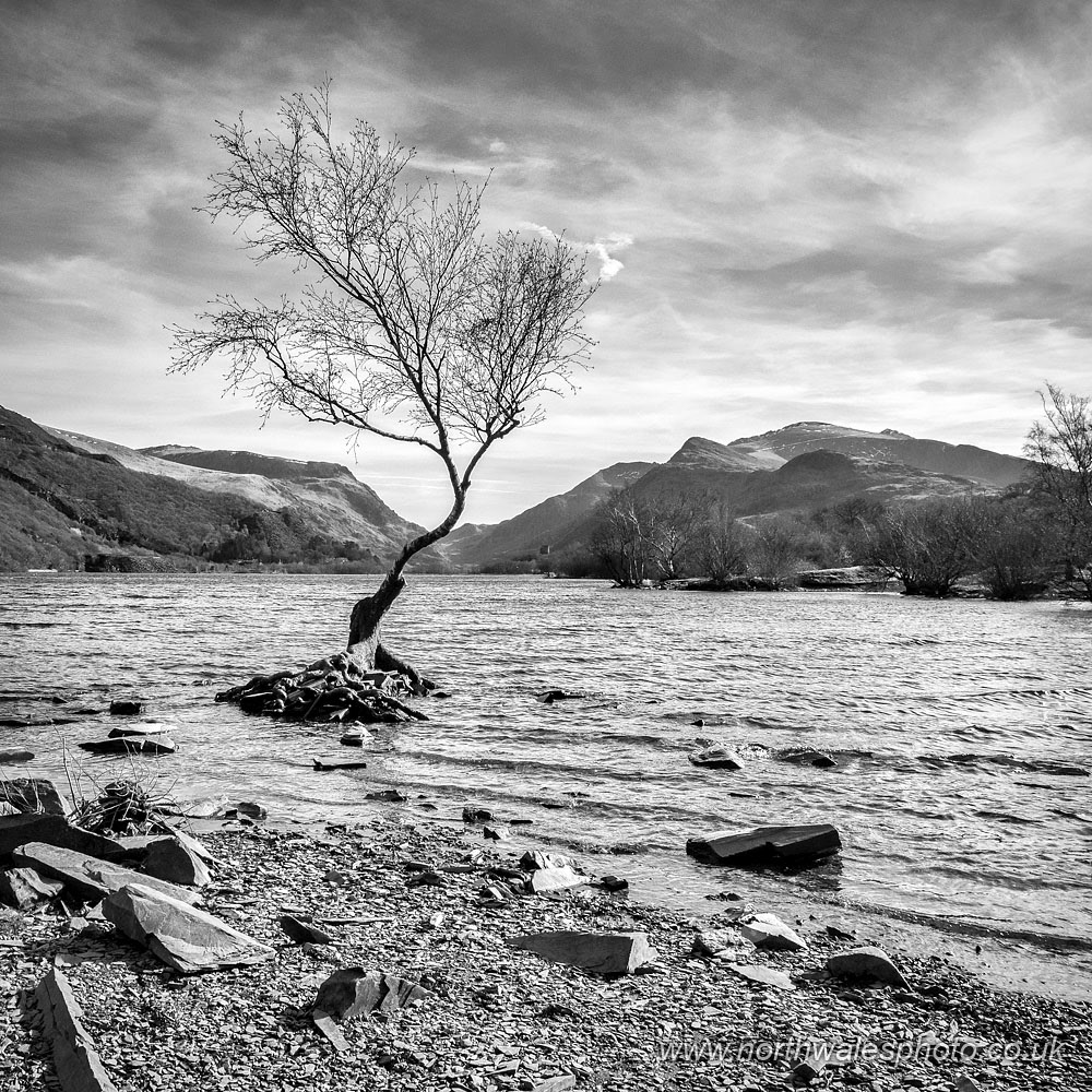 Tree, Llyn Padarn