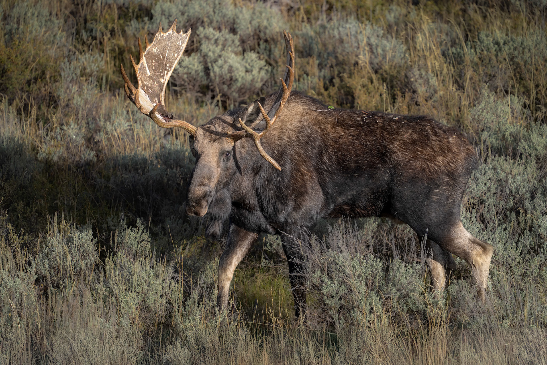 Hoback, one of the largest and oldest Moose in GTNP