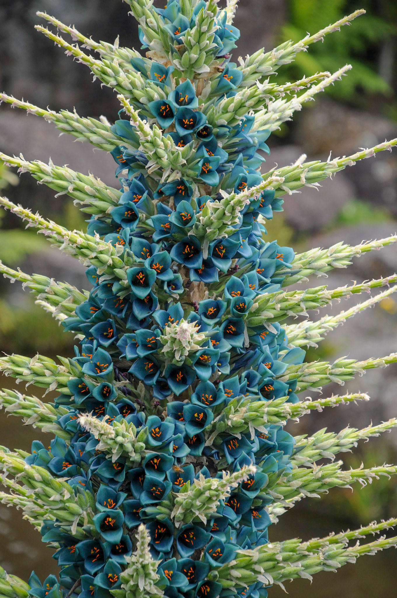 Mount Tomah Botanical Gardens
