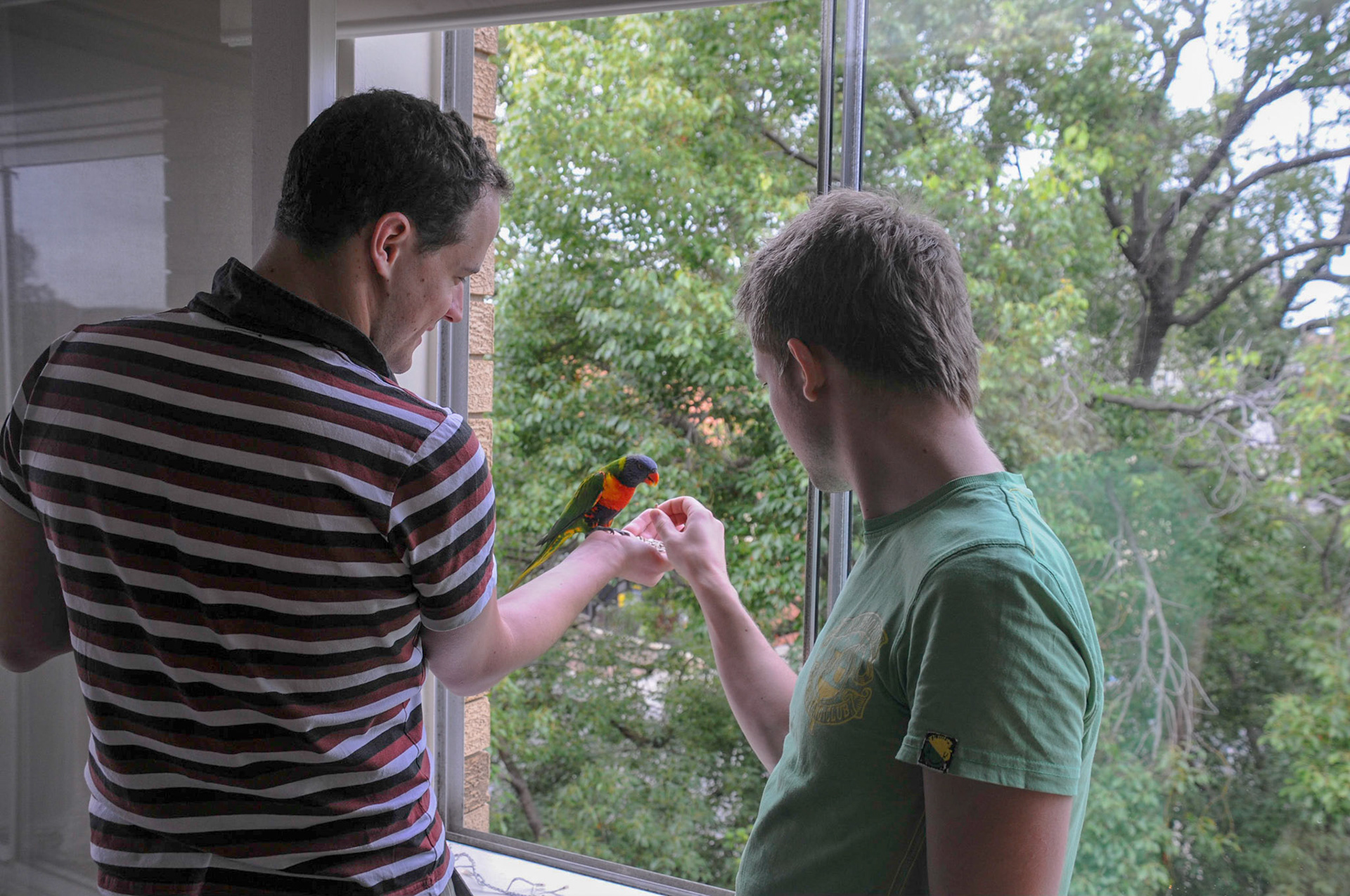 The Parakeets Kylie and Jason make a Christmas day appearance.