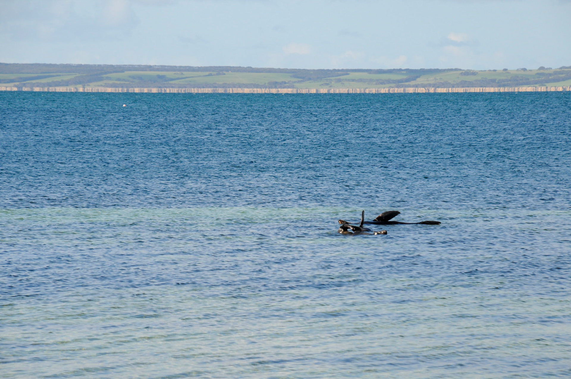 Seals lazing about