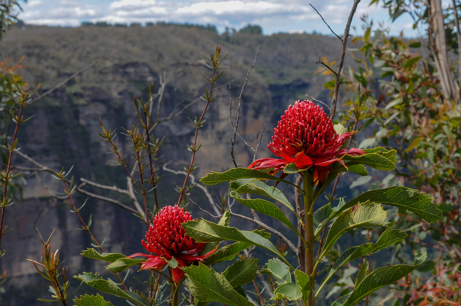 NSW Emblem - The Waratah