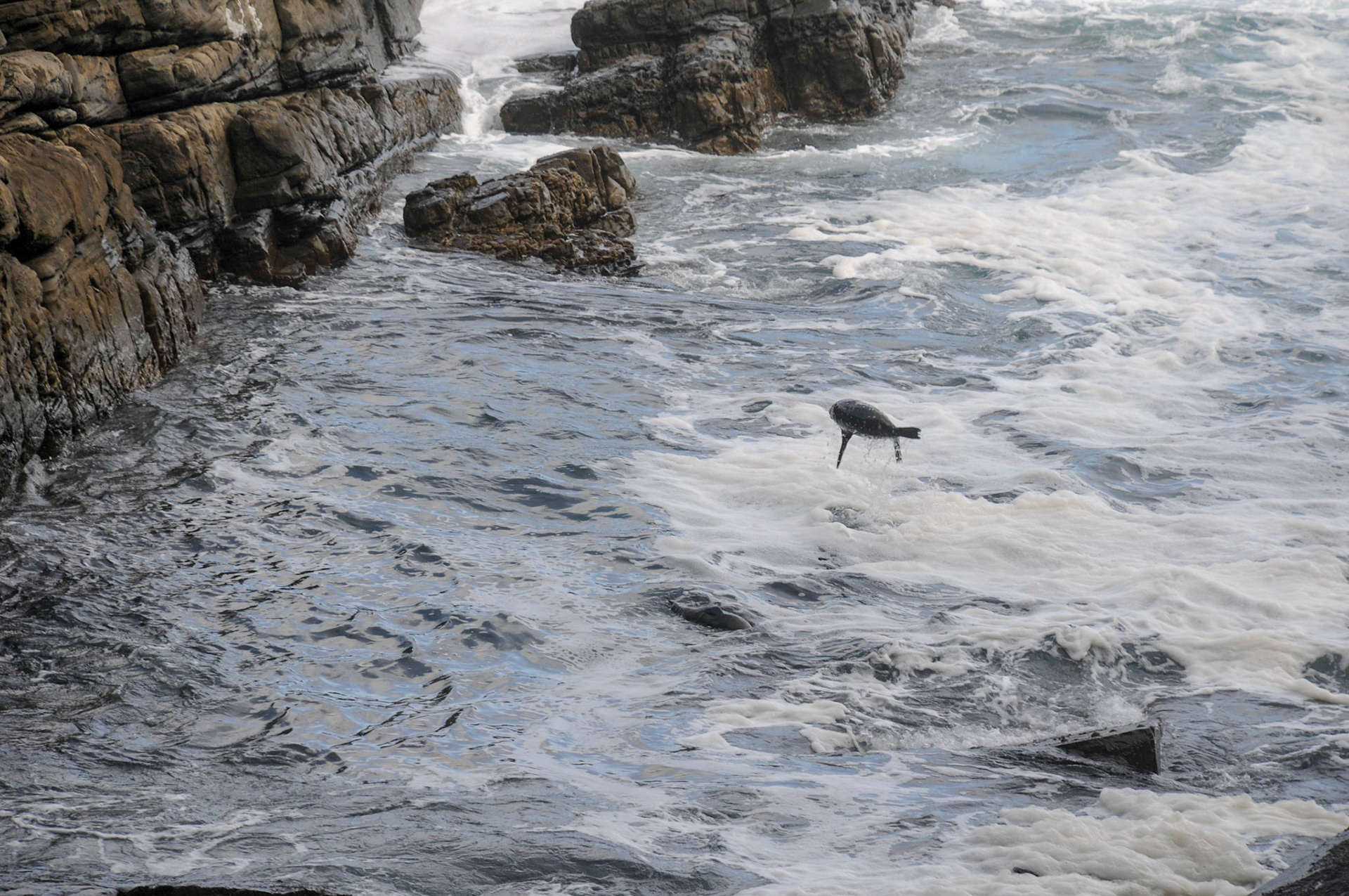 Acrobatic New Zealand Fur Seal
