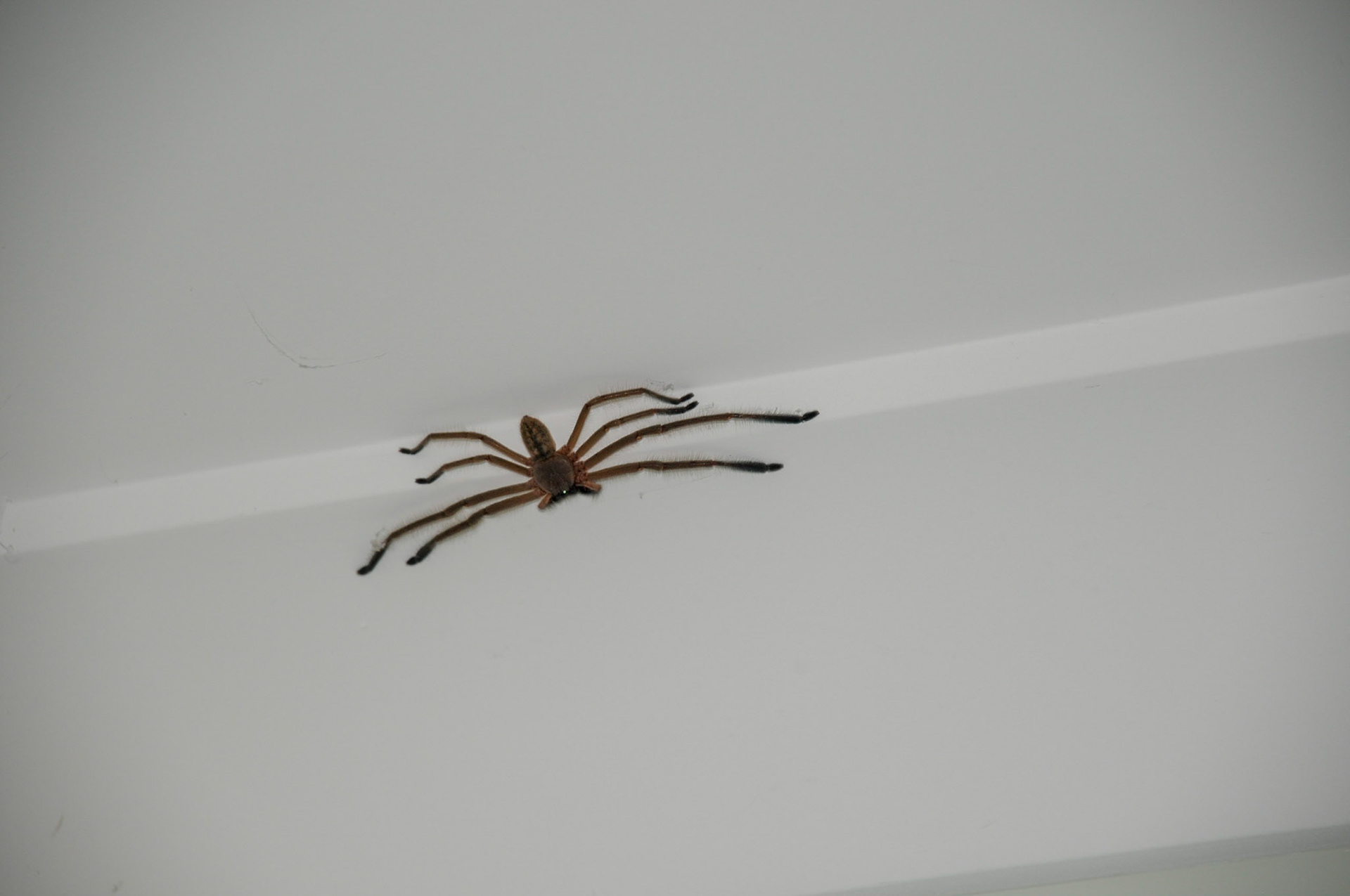 Found in Carolines room! Did not get a picture of the bat the night before.