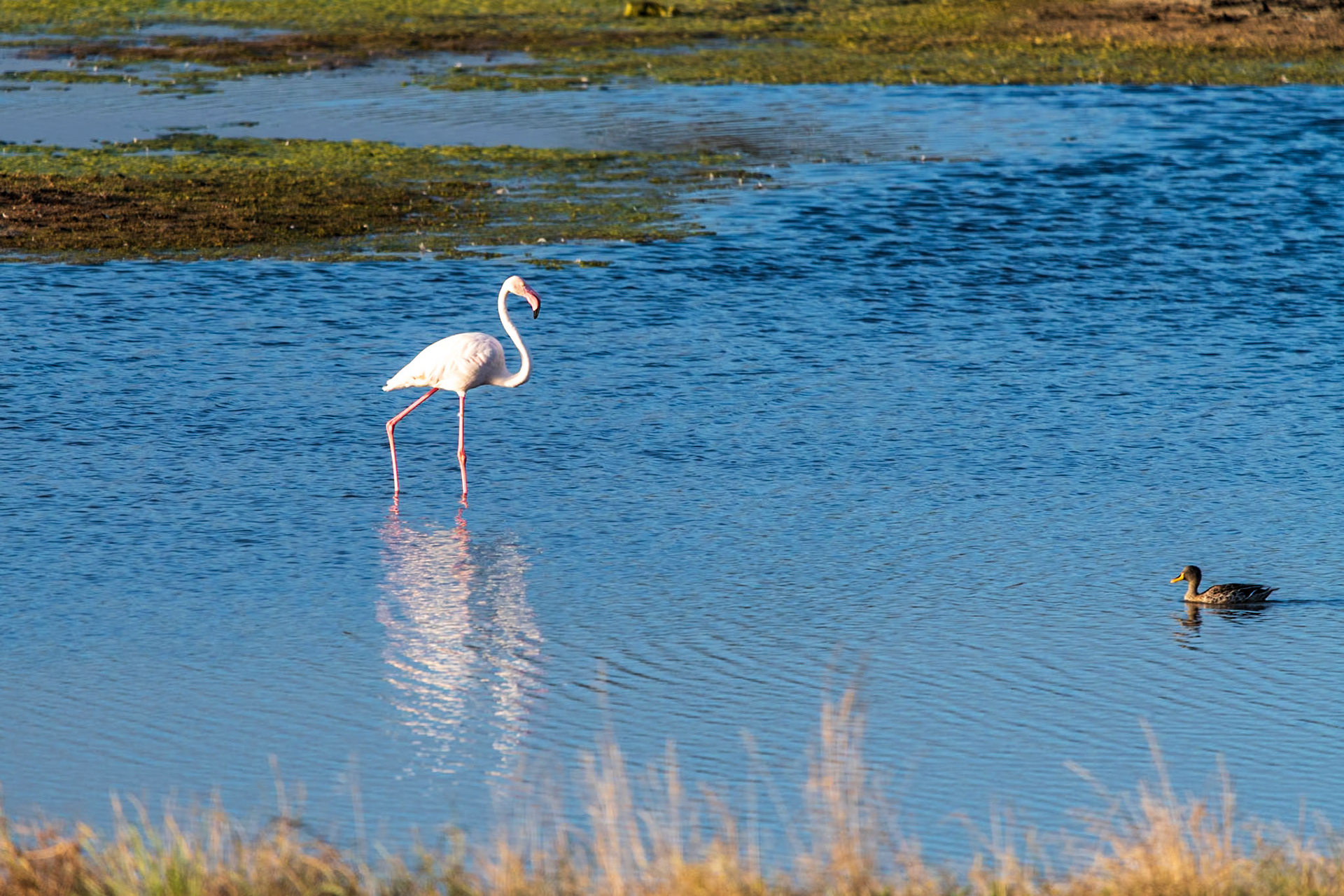 Flamingos near my hotel