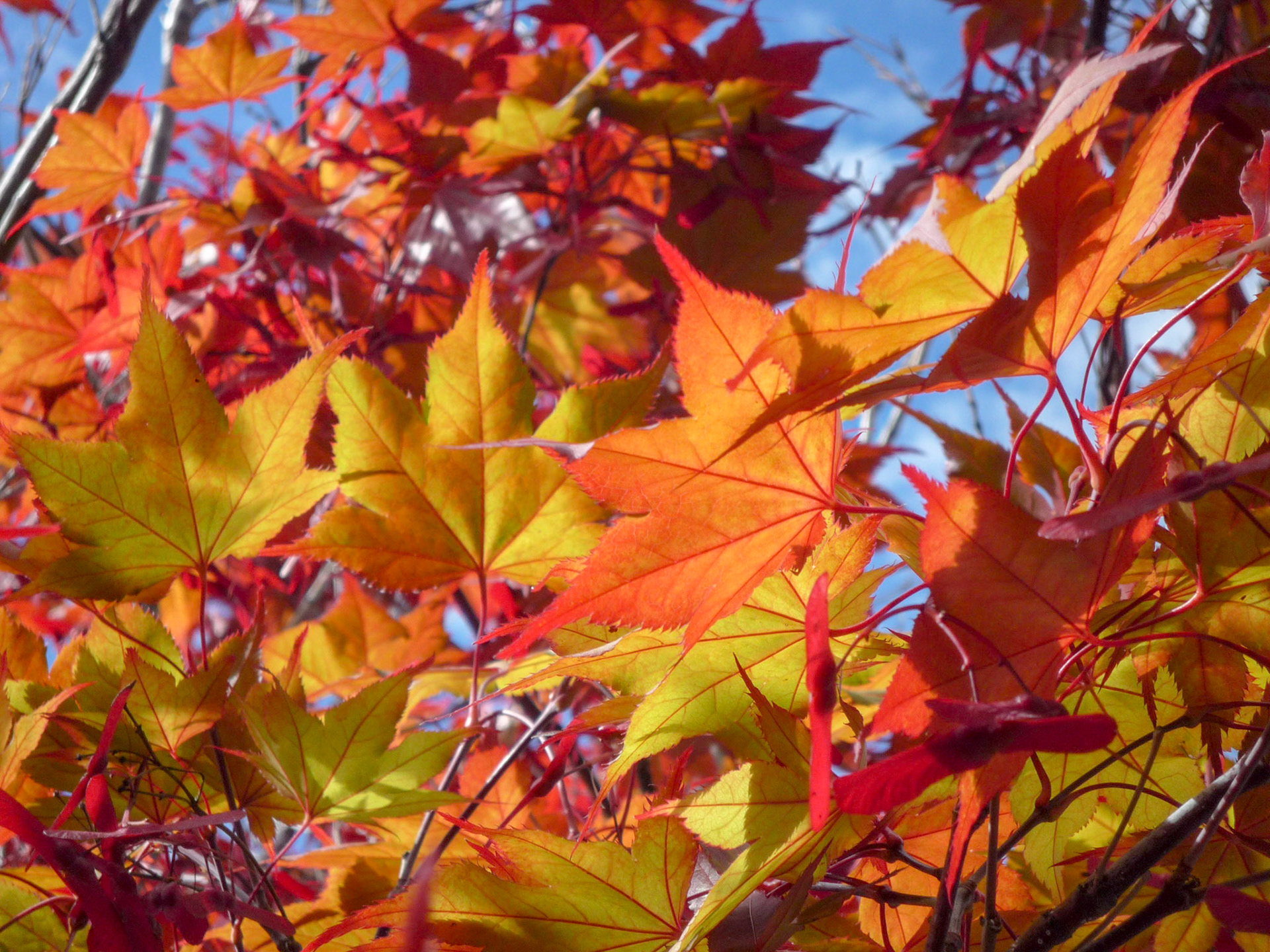 Colours of Arrowtown