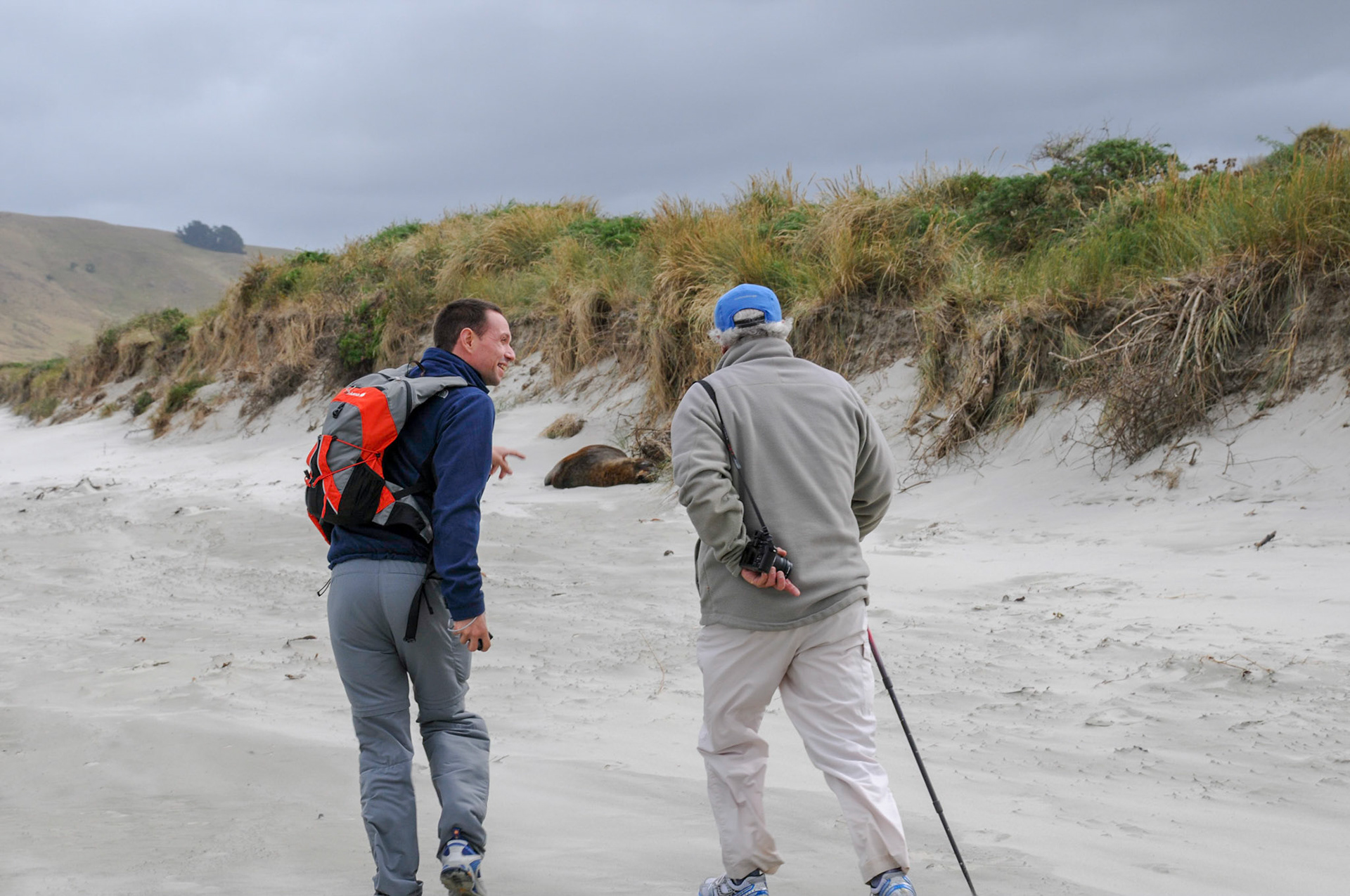 New Zealand Sea Lion