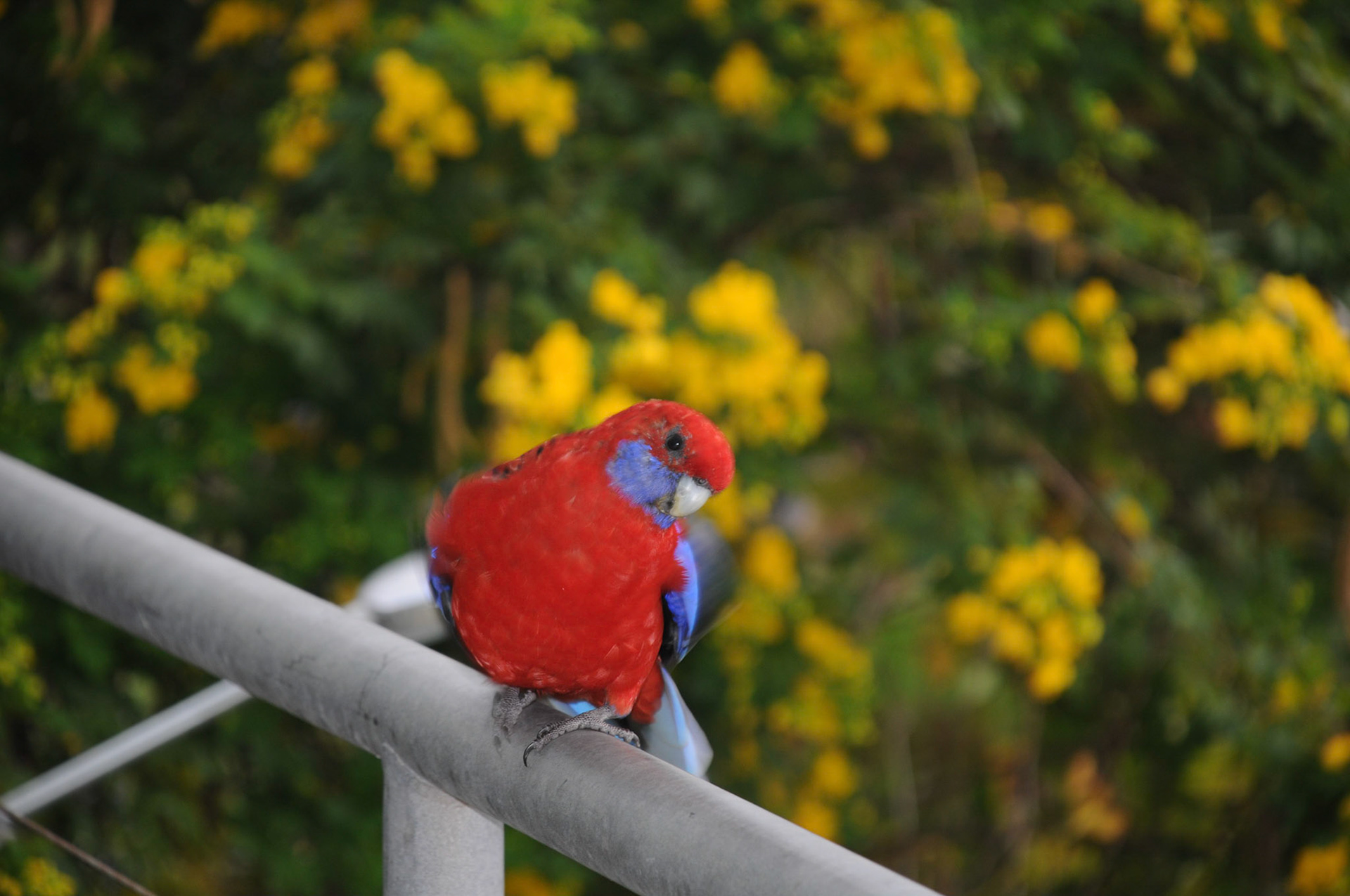 Rosella