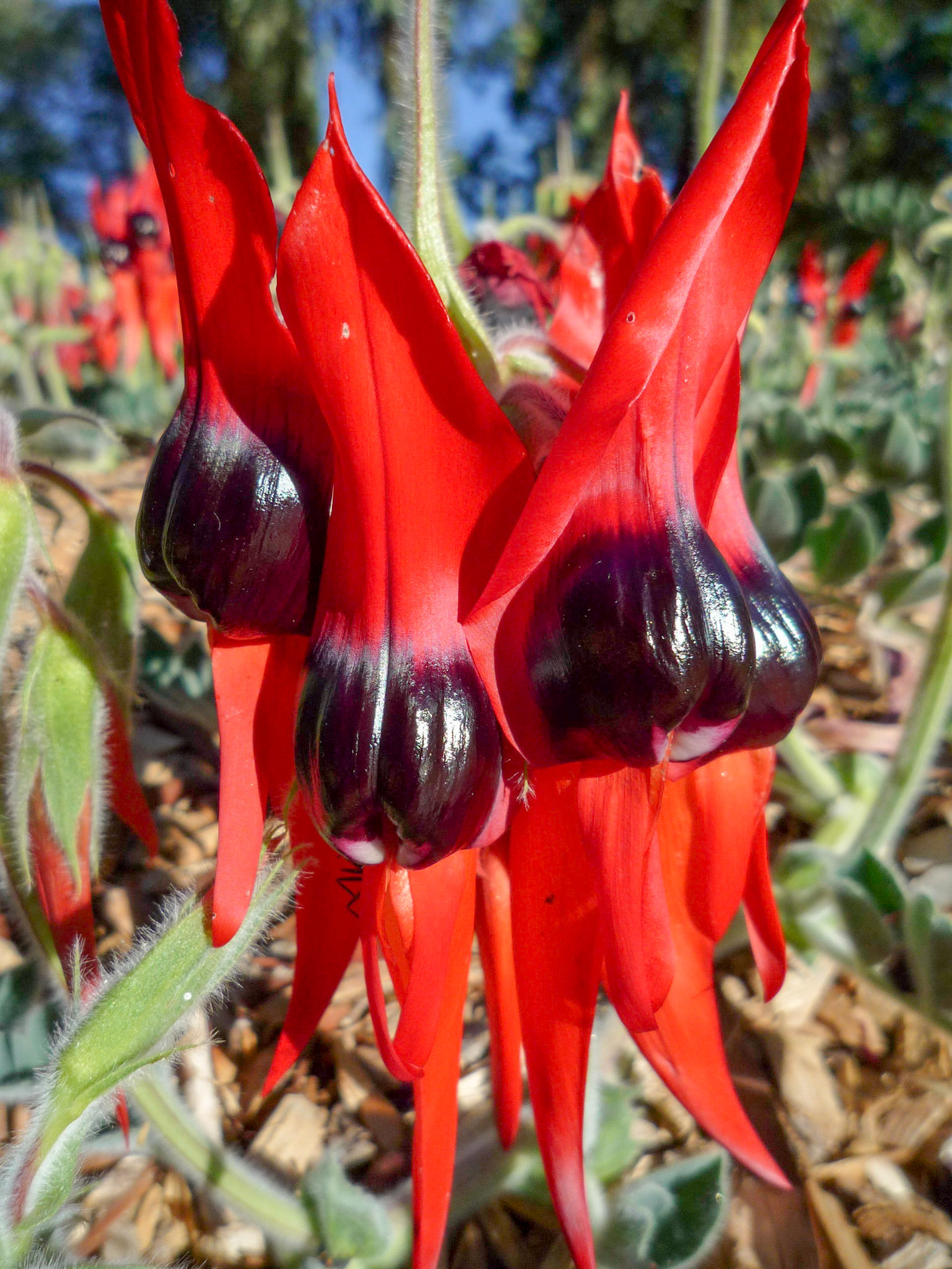 Sturt's Desert Pea
