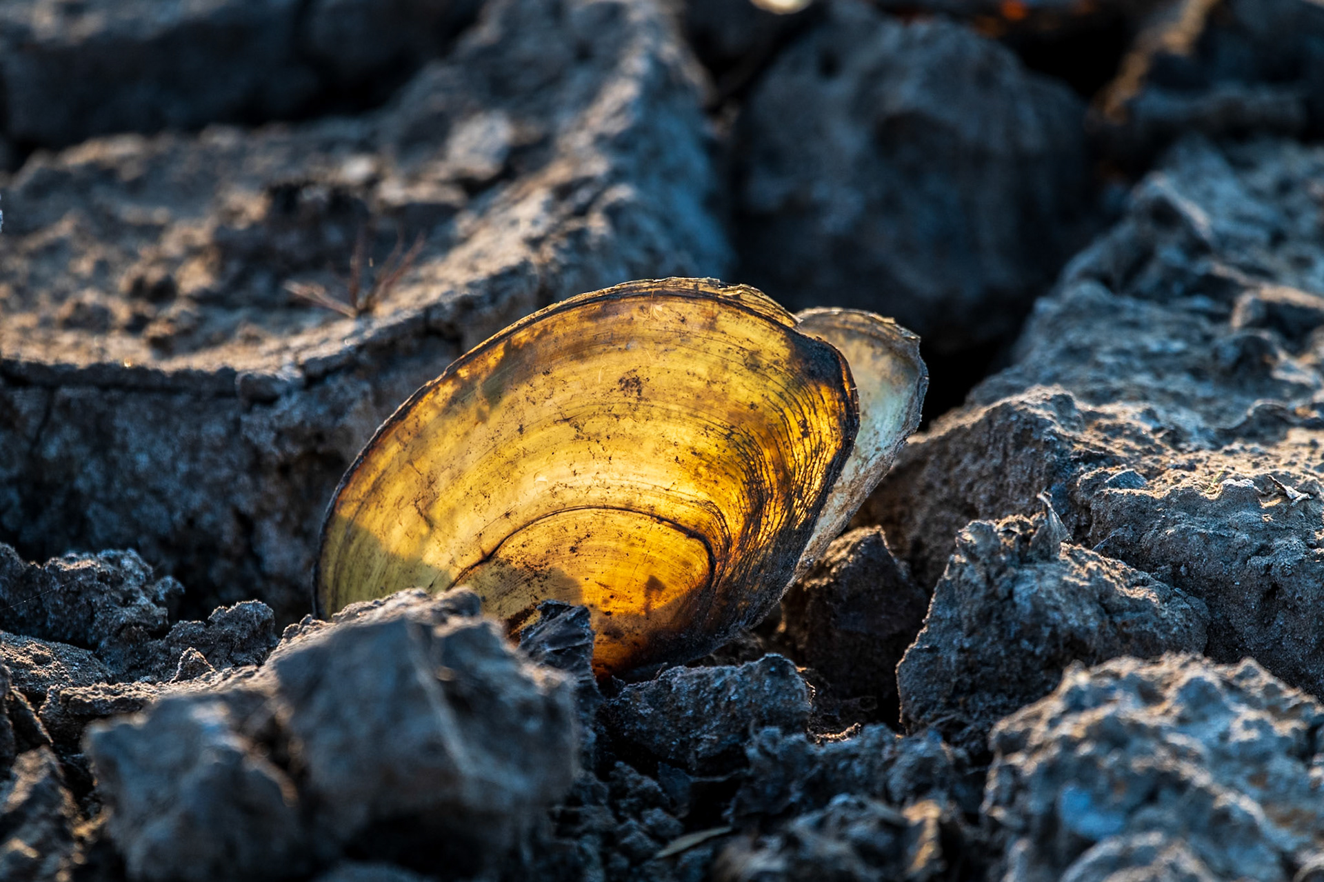 Swan mussel in the mud of Pen Pond