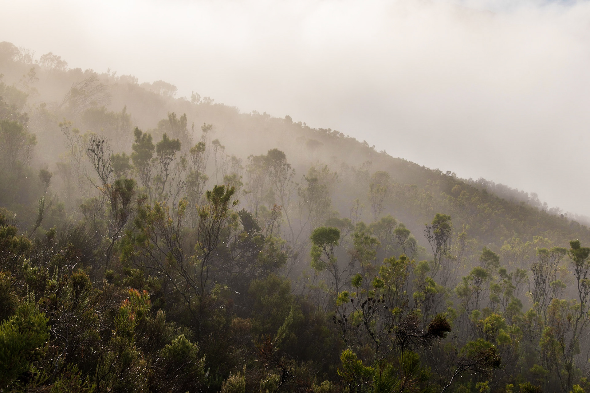 hike in Mount Rochelle park