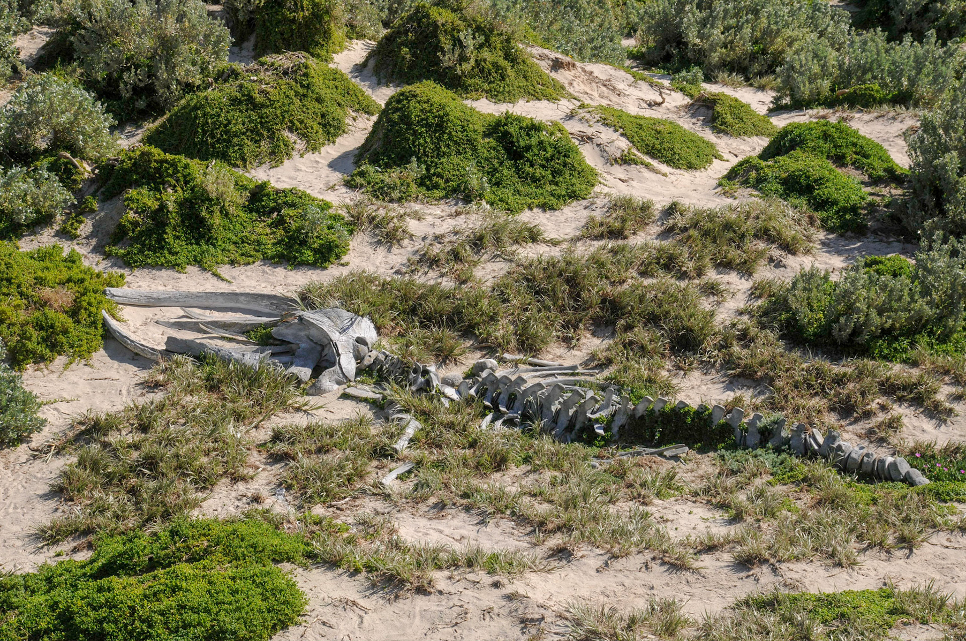 Humpback Whale Skeleton (Juvenille)