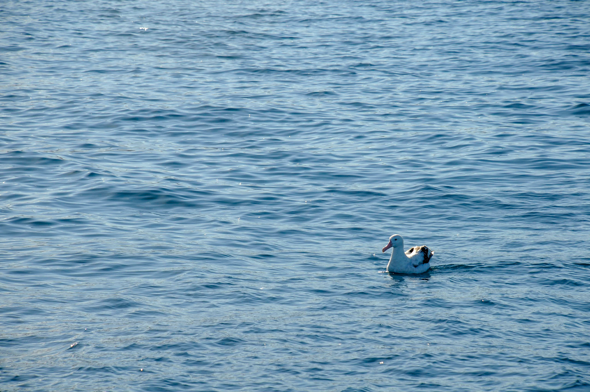 Albatross