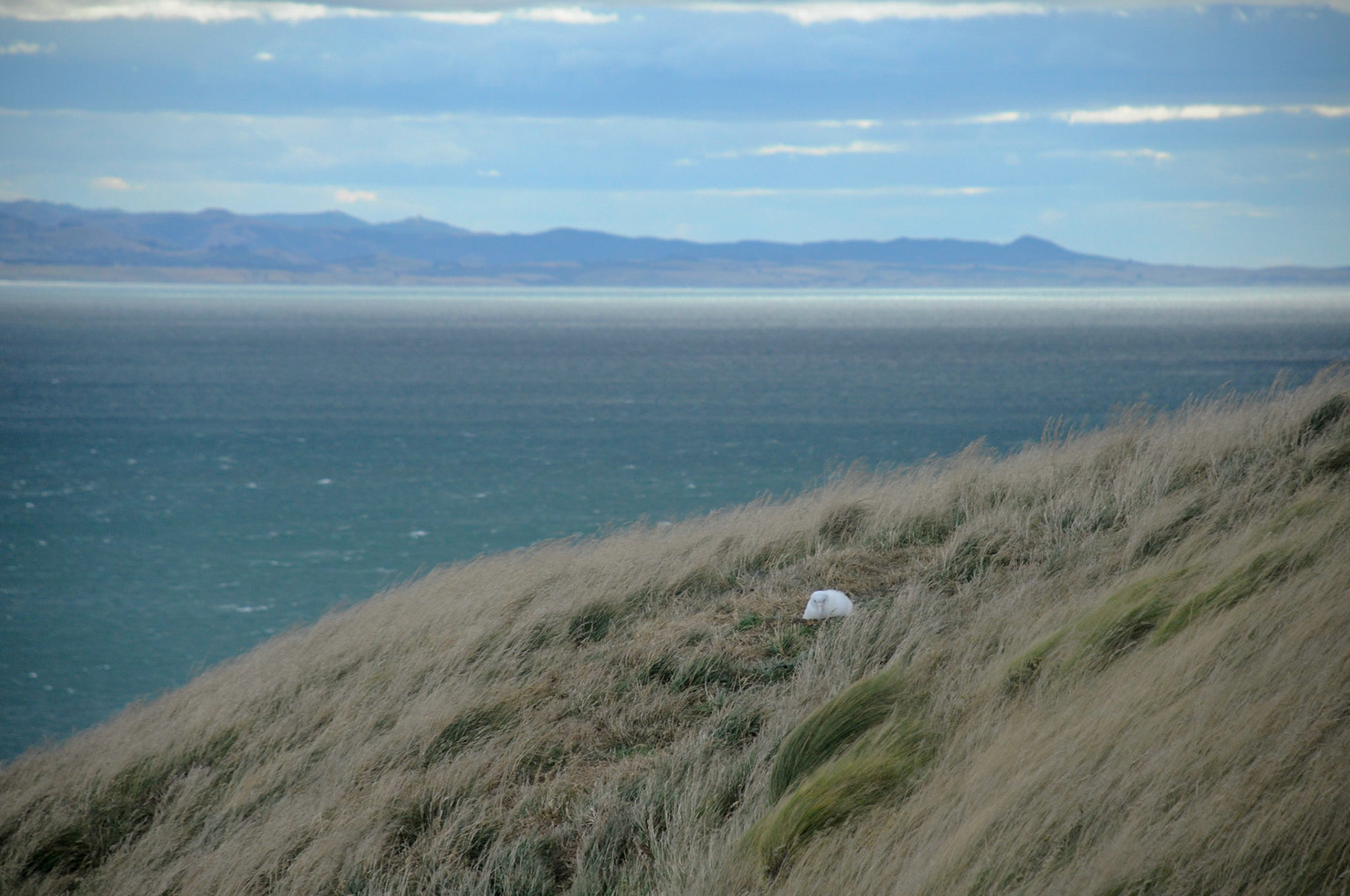Albatross chick in nest