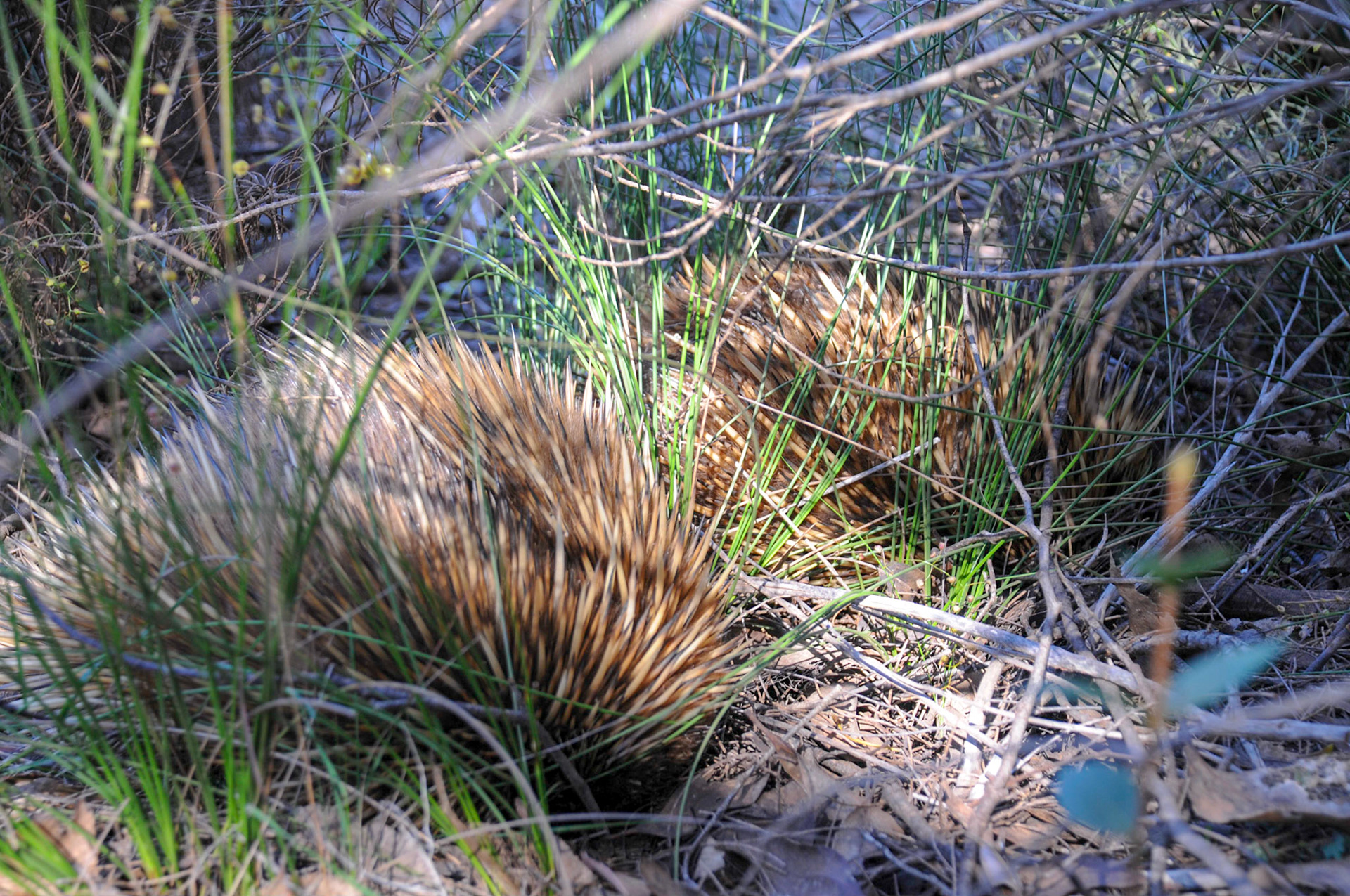 A pair of Echidnas hiding