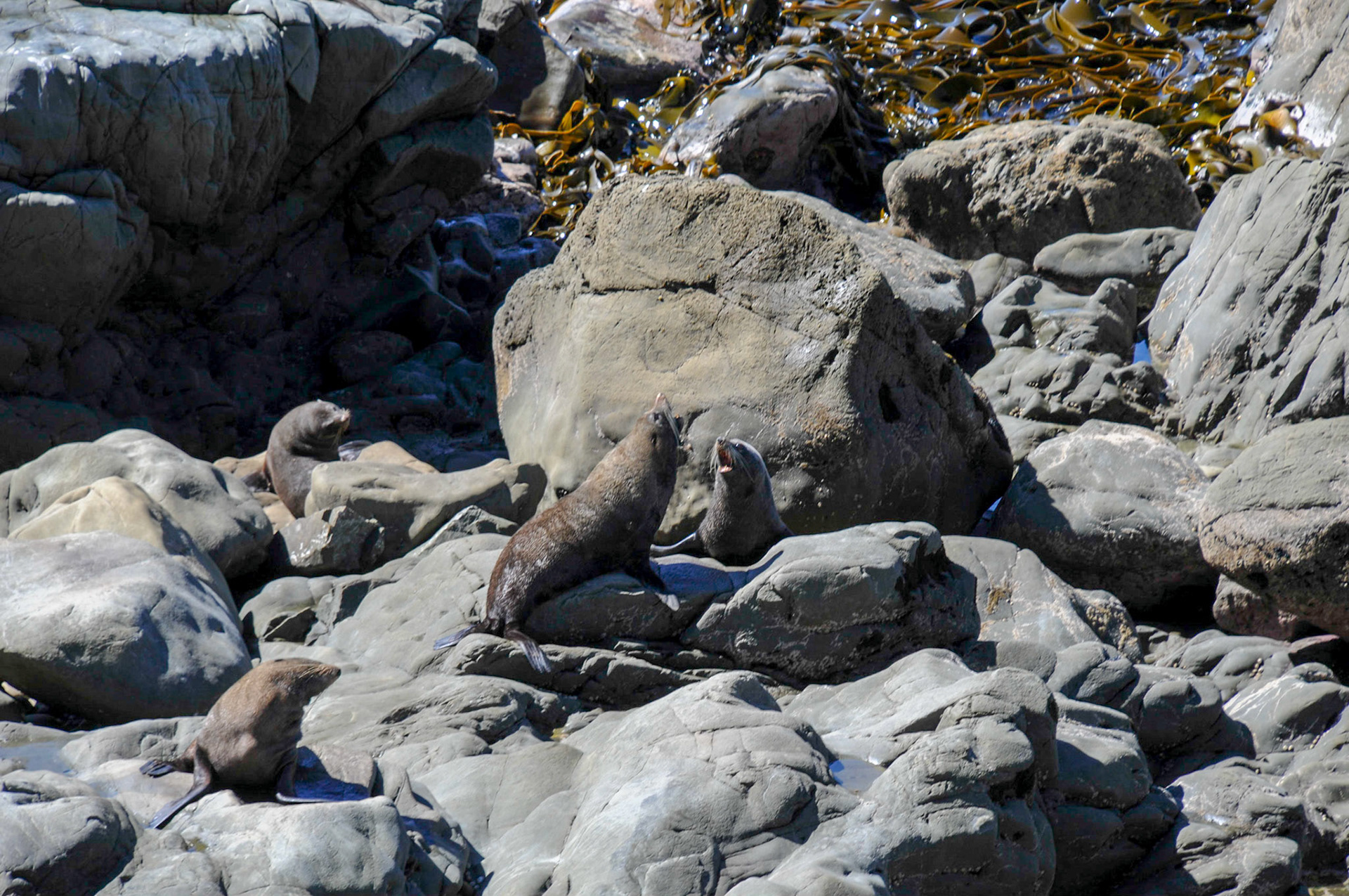 Seal colony near Kaikoura