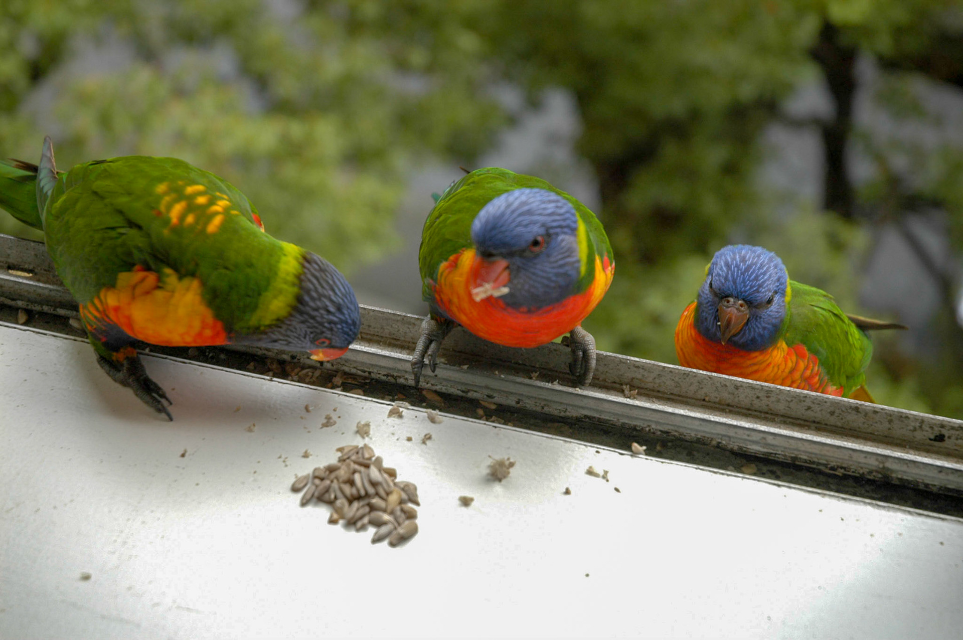 Baby on the right with a black beak