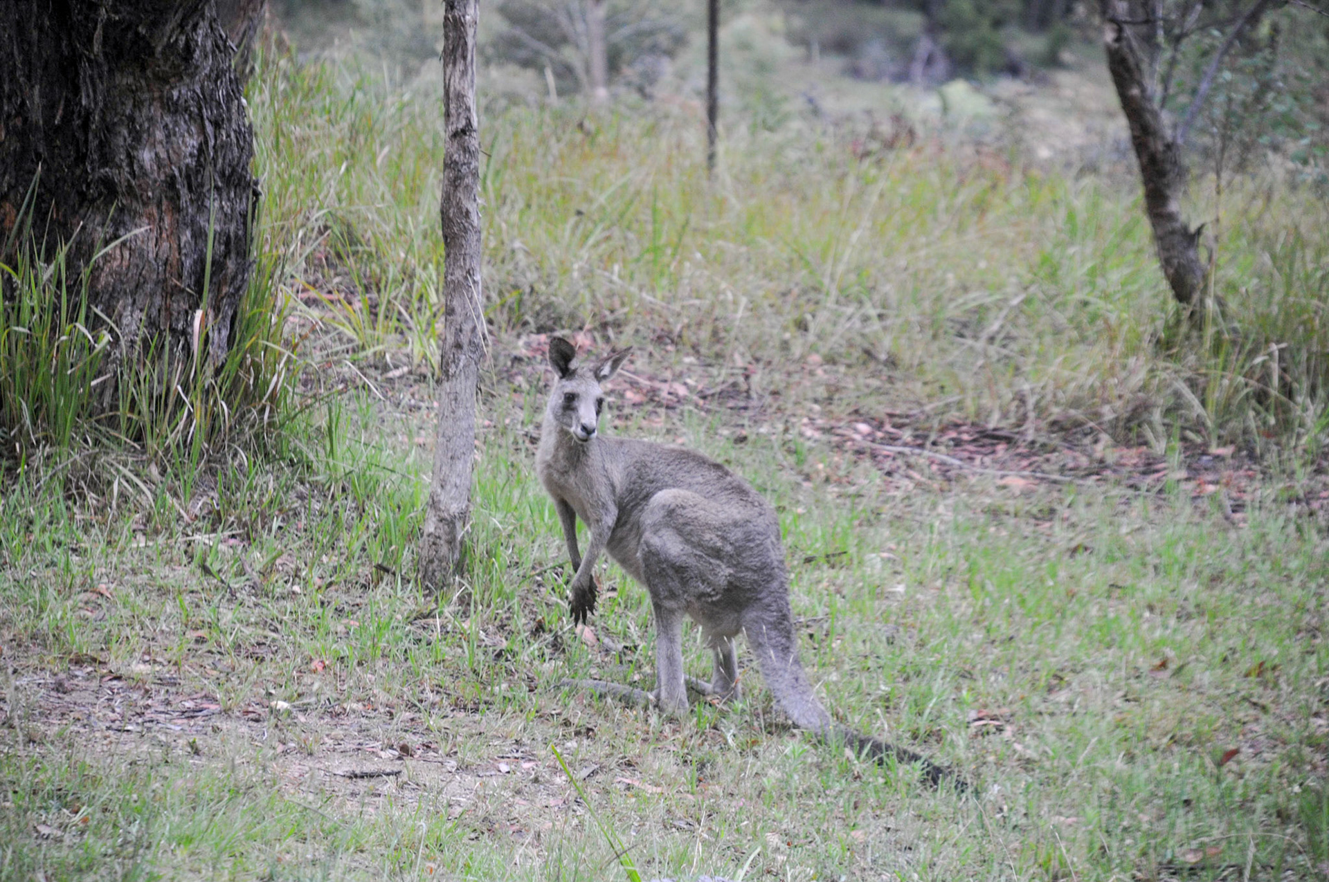 A morning visitor outside Caroline's bedroom