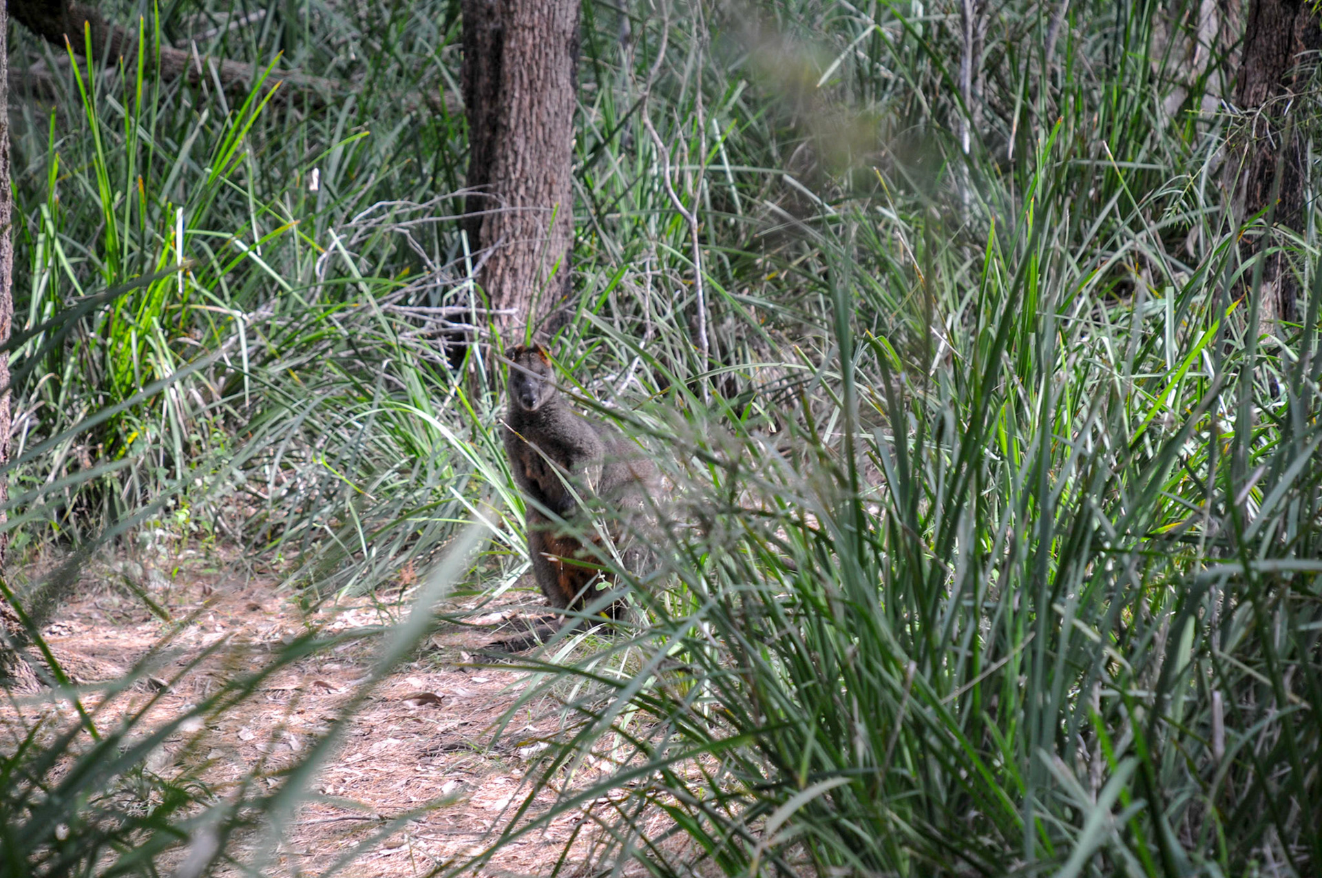 Bush Wallaby