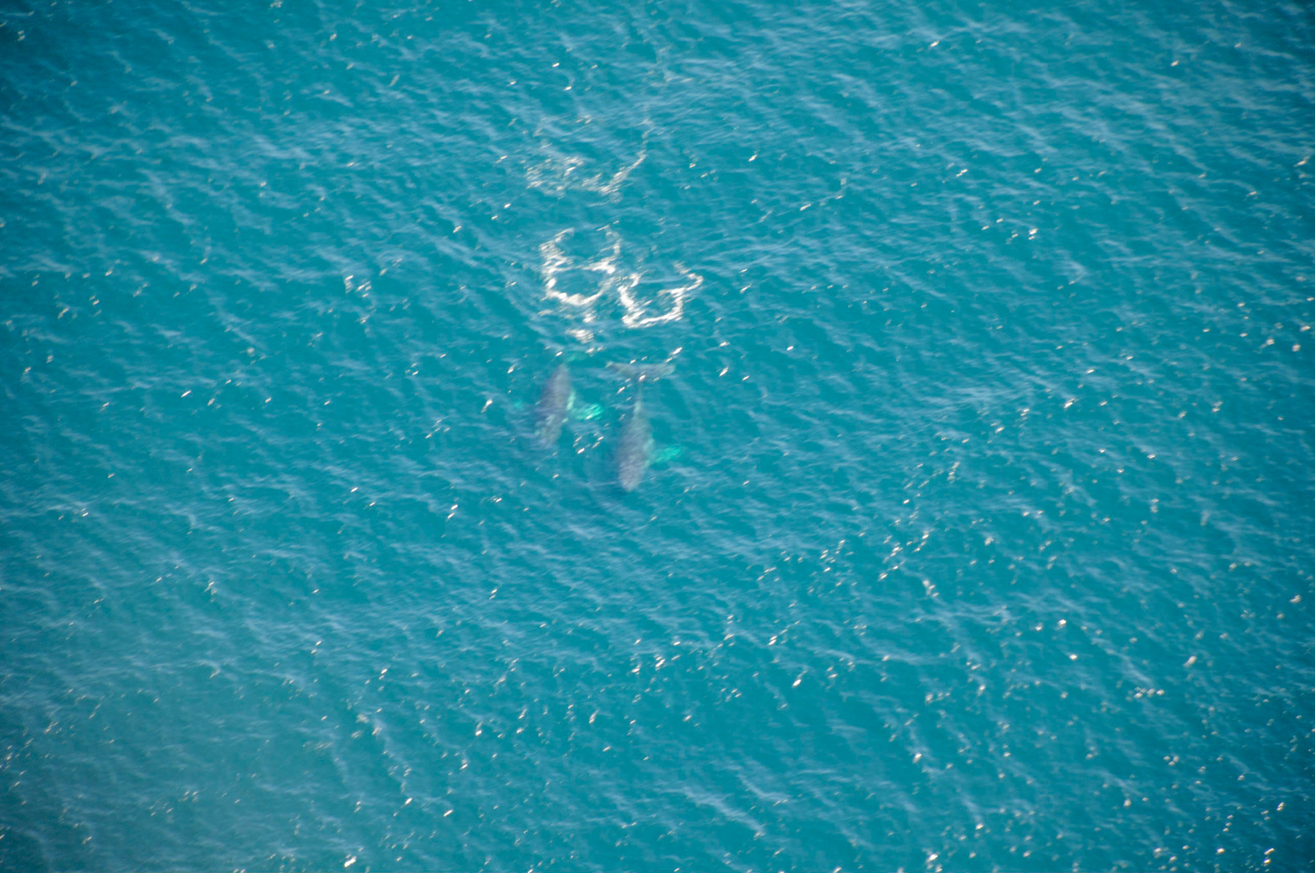 2 whales swimming back to Antarctica