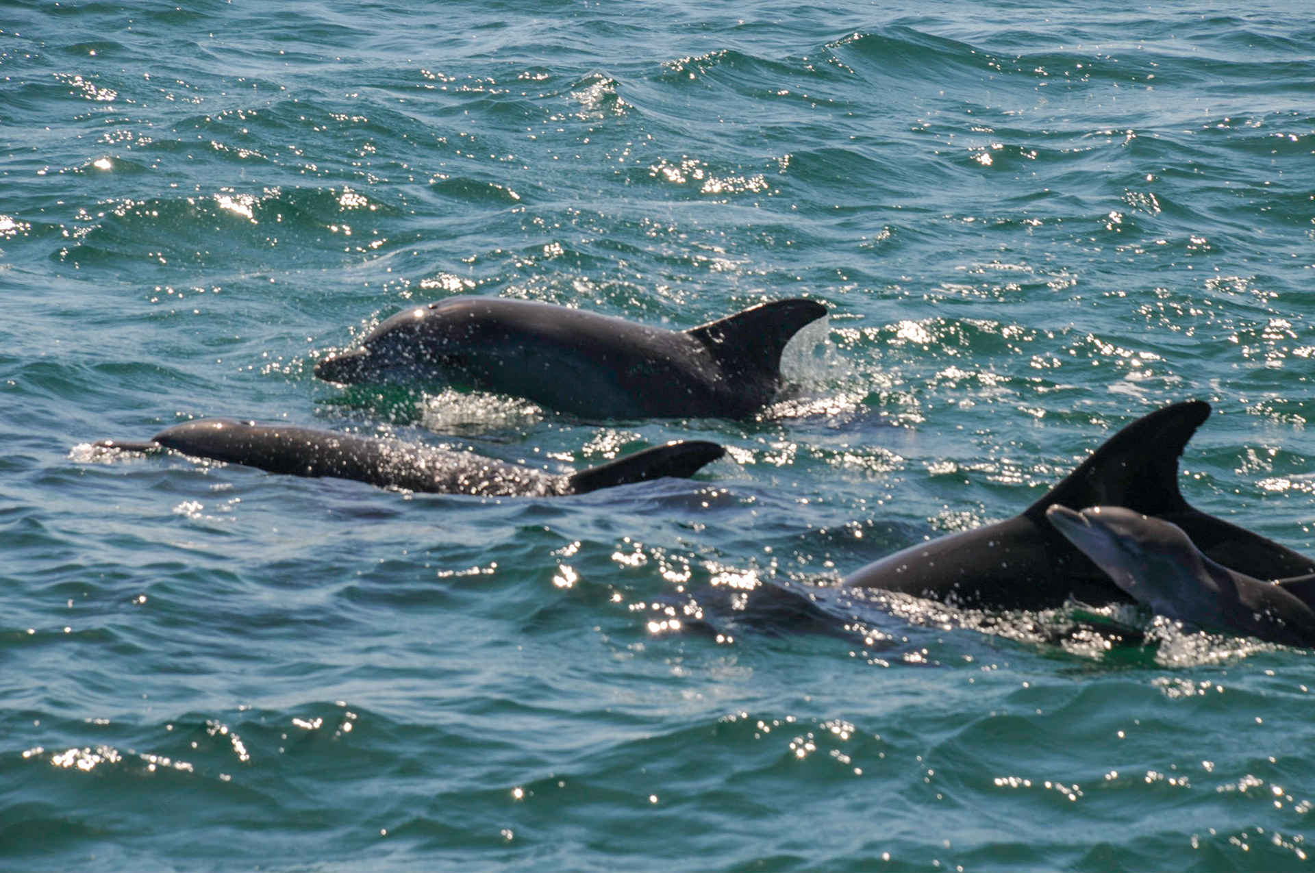 Dolphin watching in Port Stephens