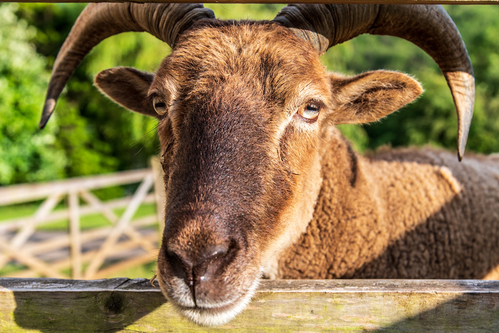 Ron the friendly sheep