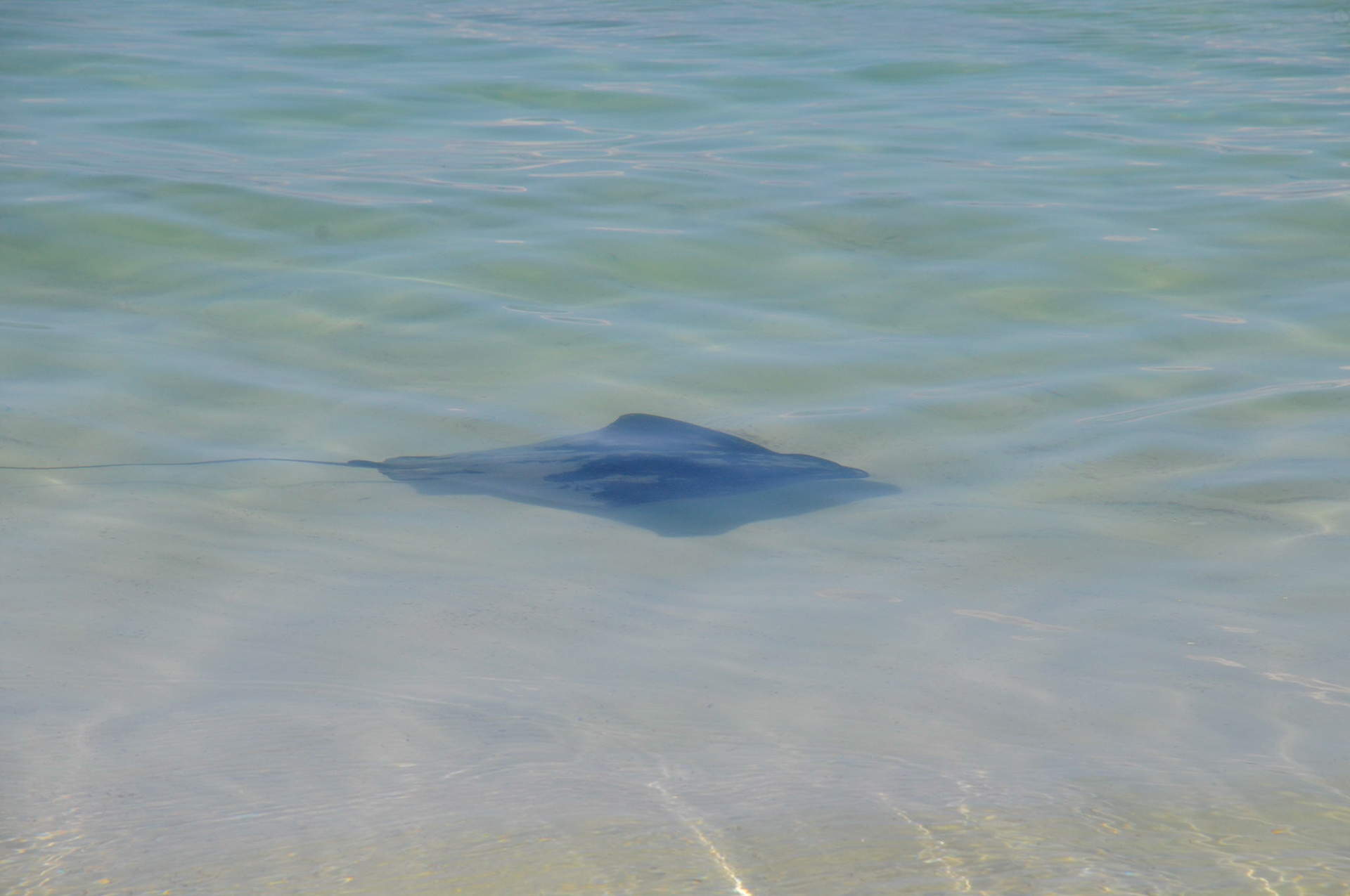 Sting ray getting a bit close to the shore