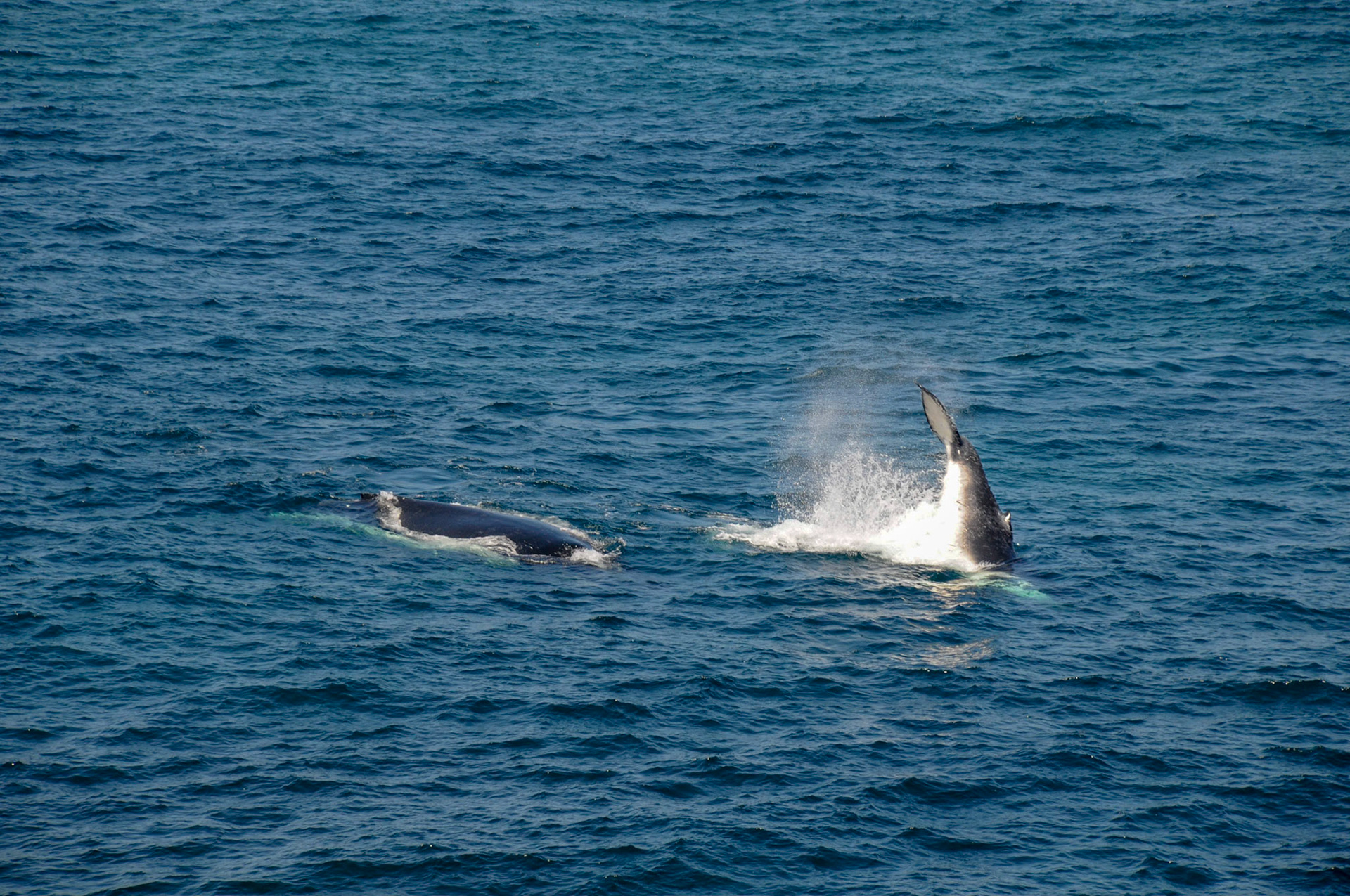 2 Humpback whales off Bondi