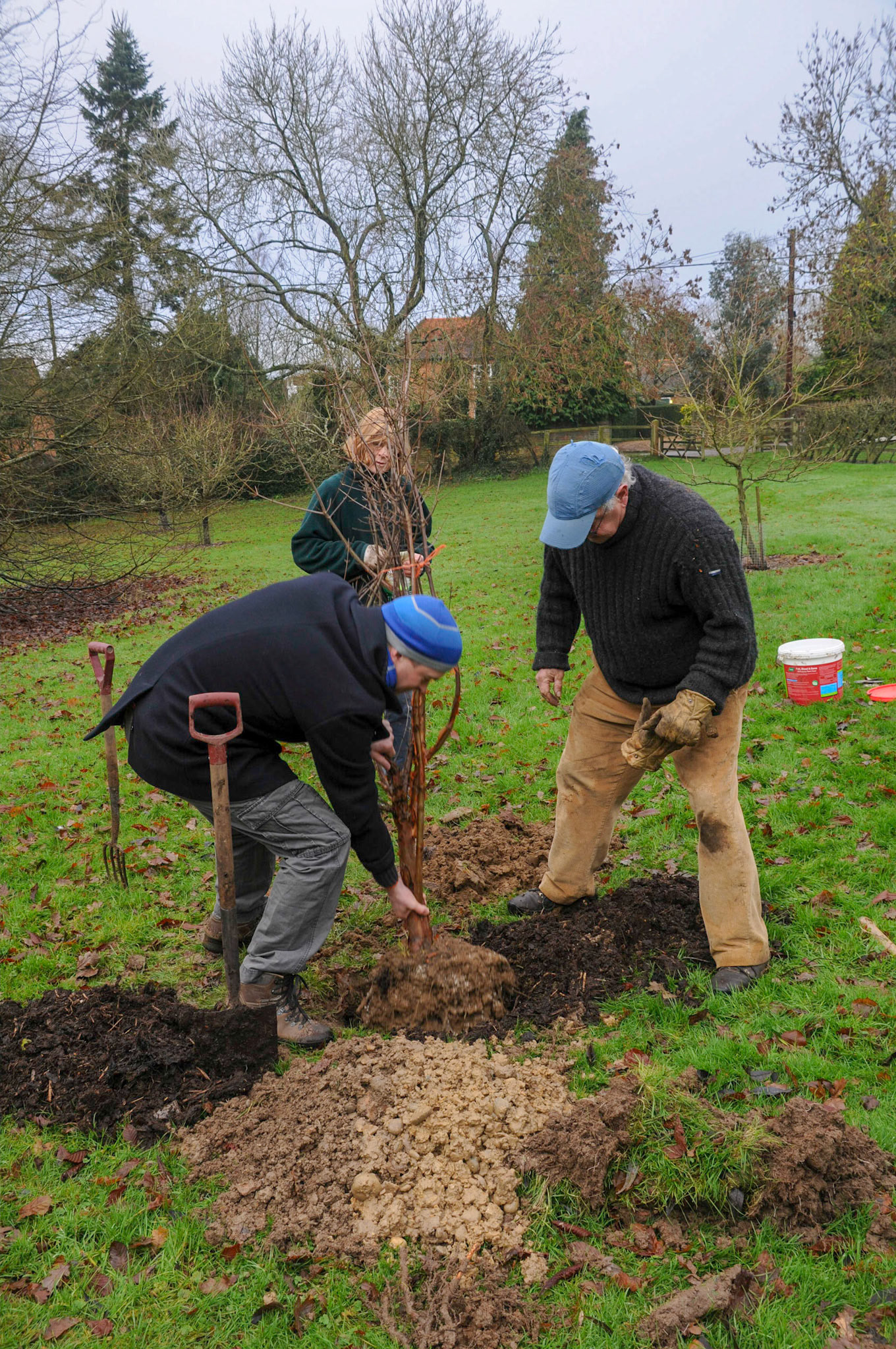 Planting of my new tree