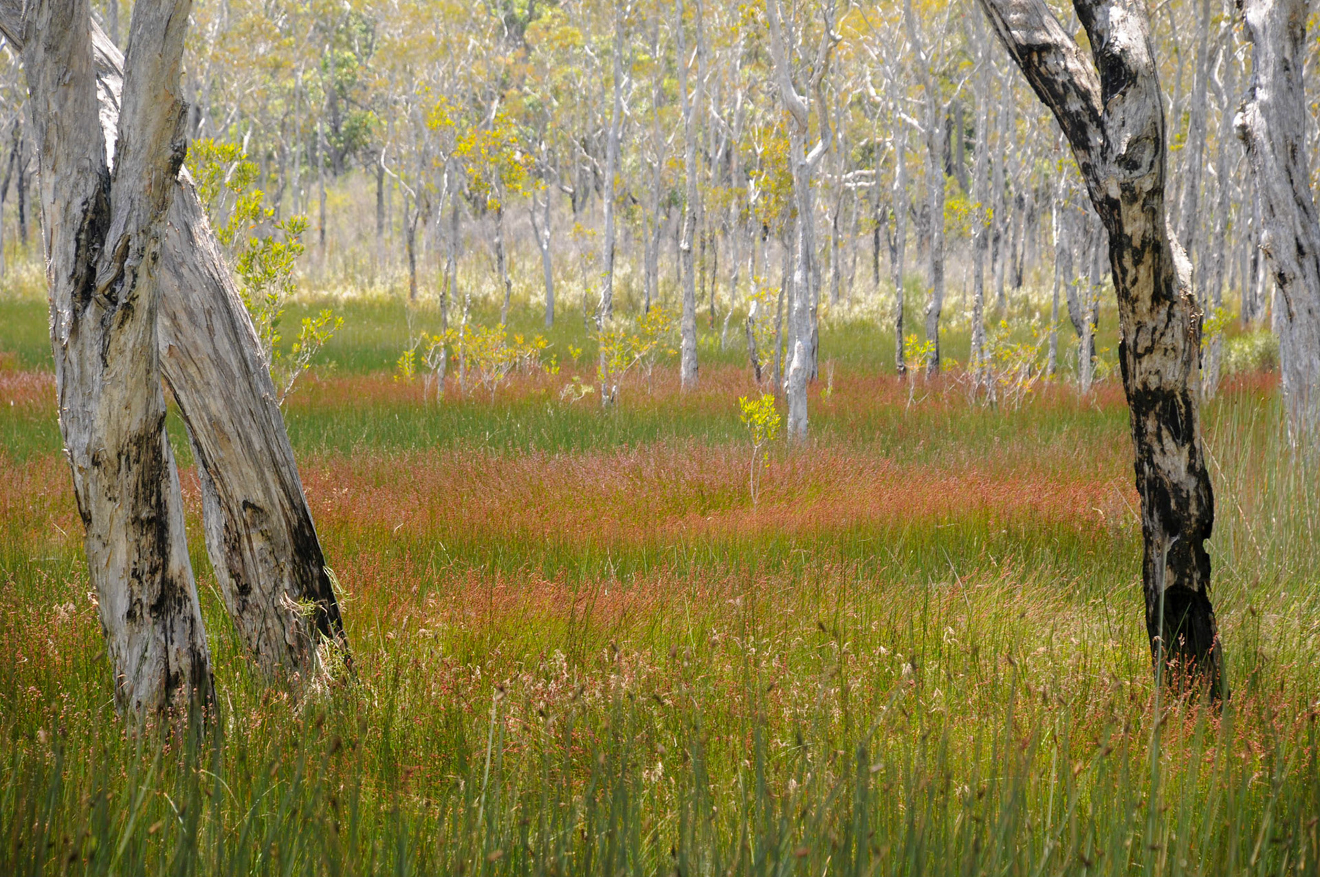 Myall Lakes
