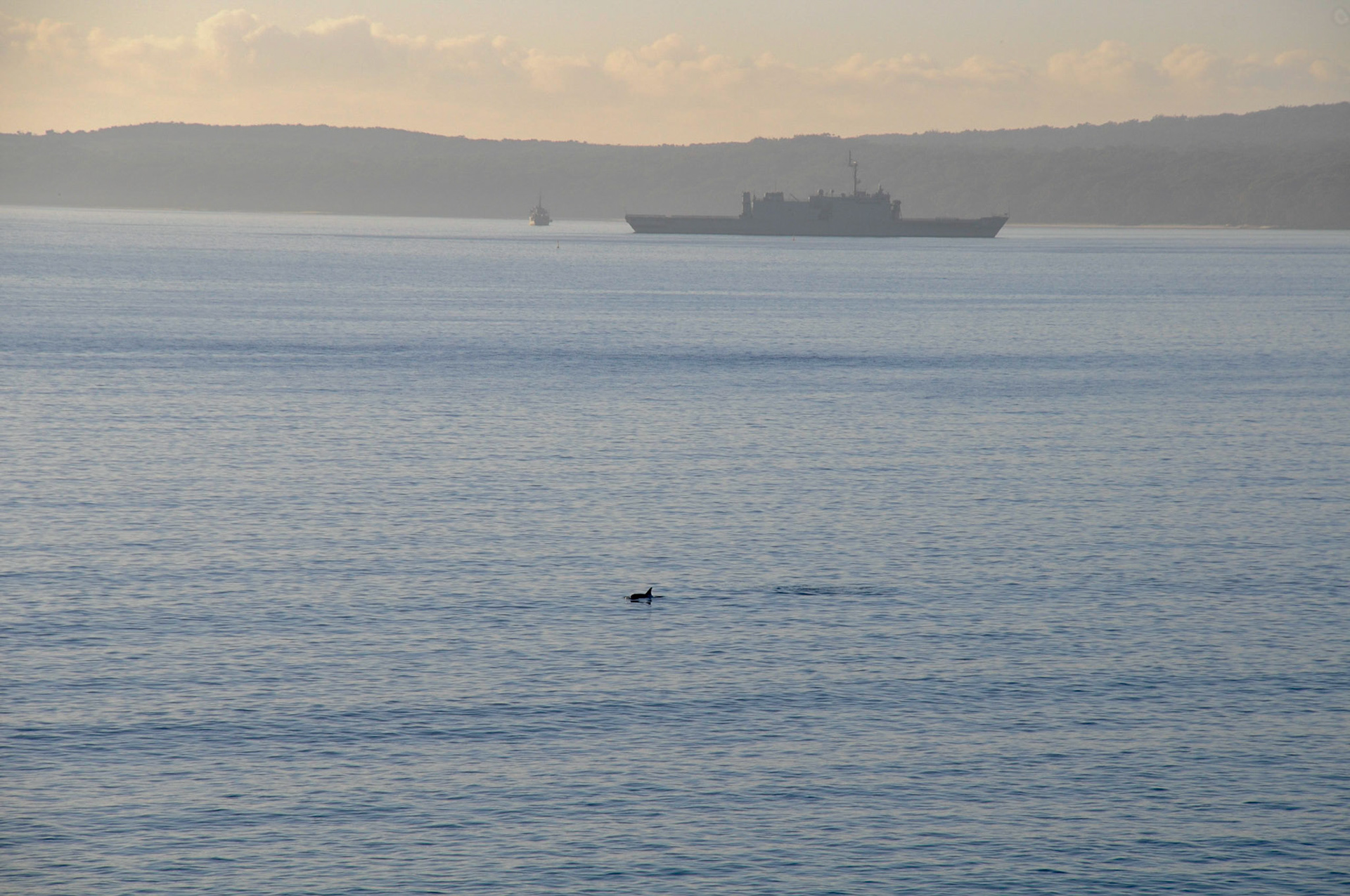 Dolphins swimming past whilst we were having breakfast
