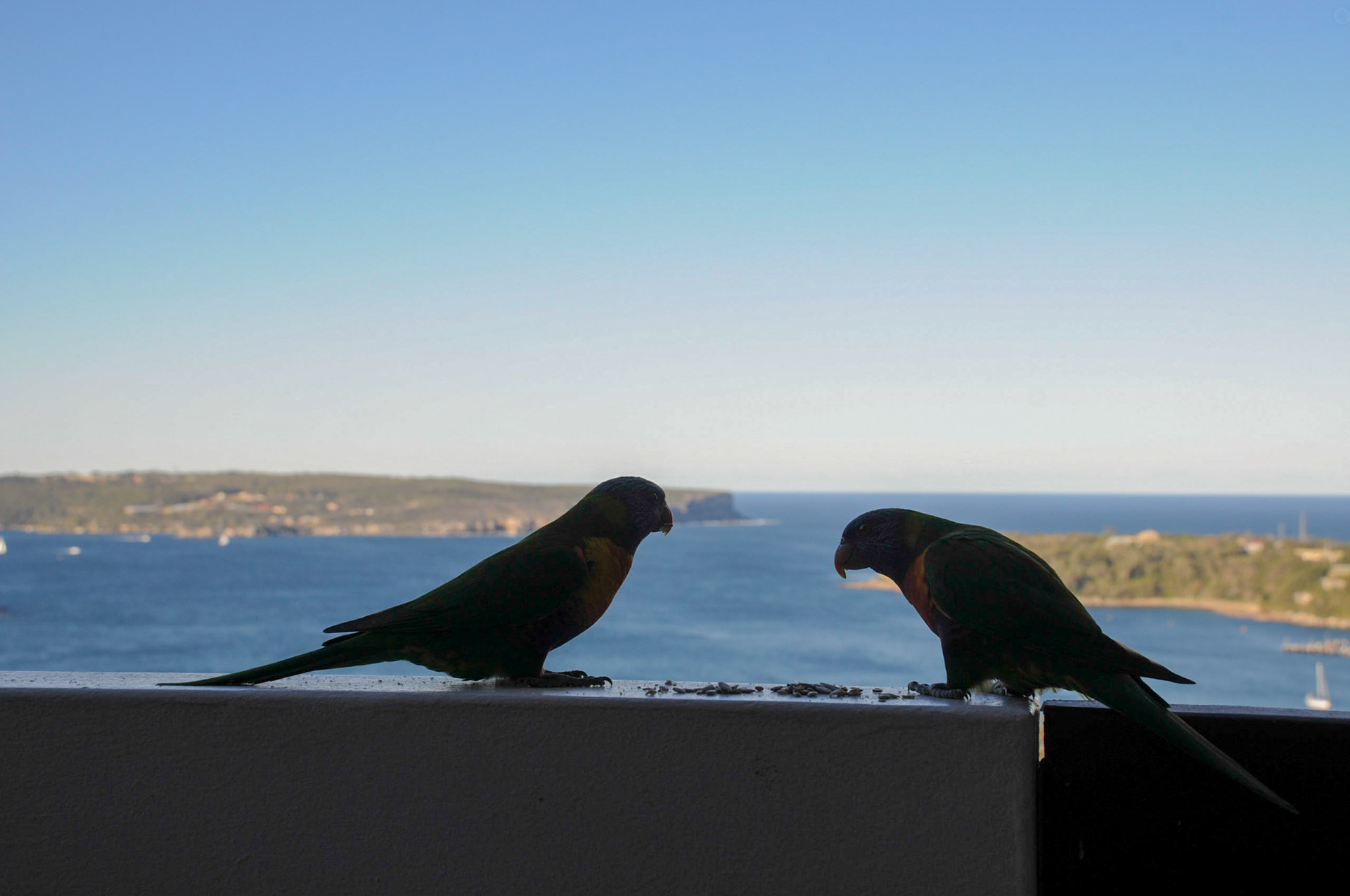 Still have a pair of Lorikeets.