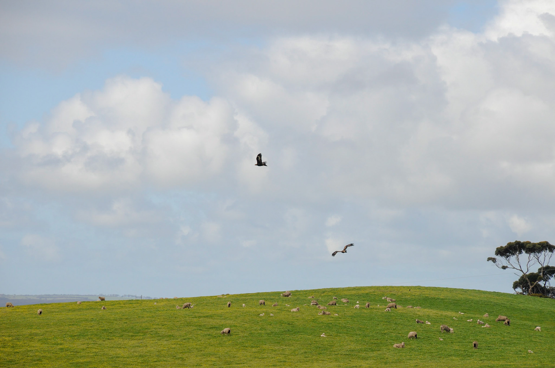 Wedge-tailed Eagles