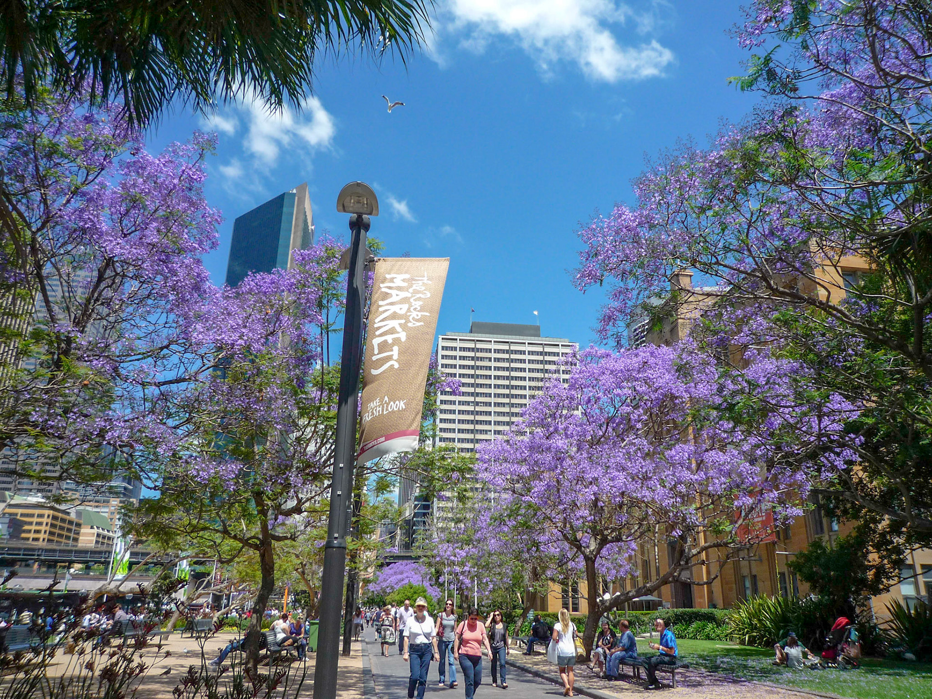 Spring time Jacarandas