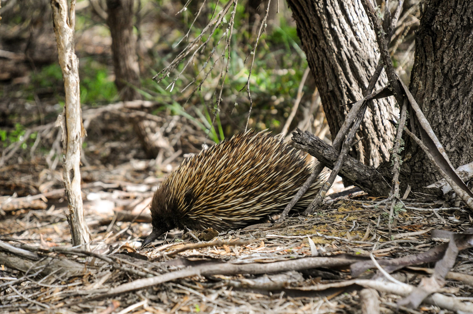A rare sighting of an Echidna