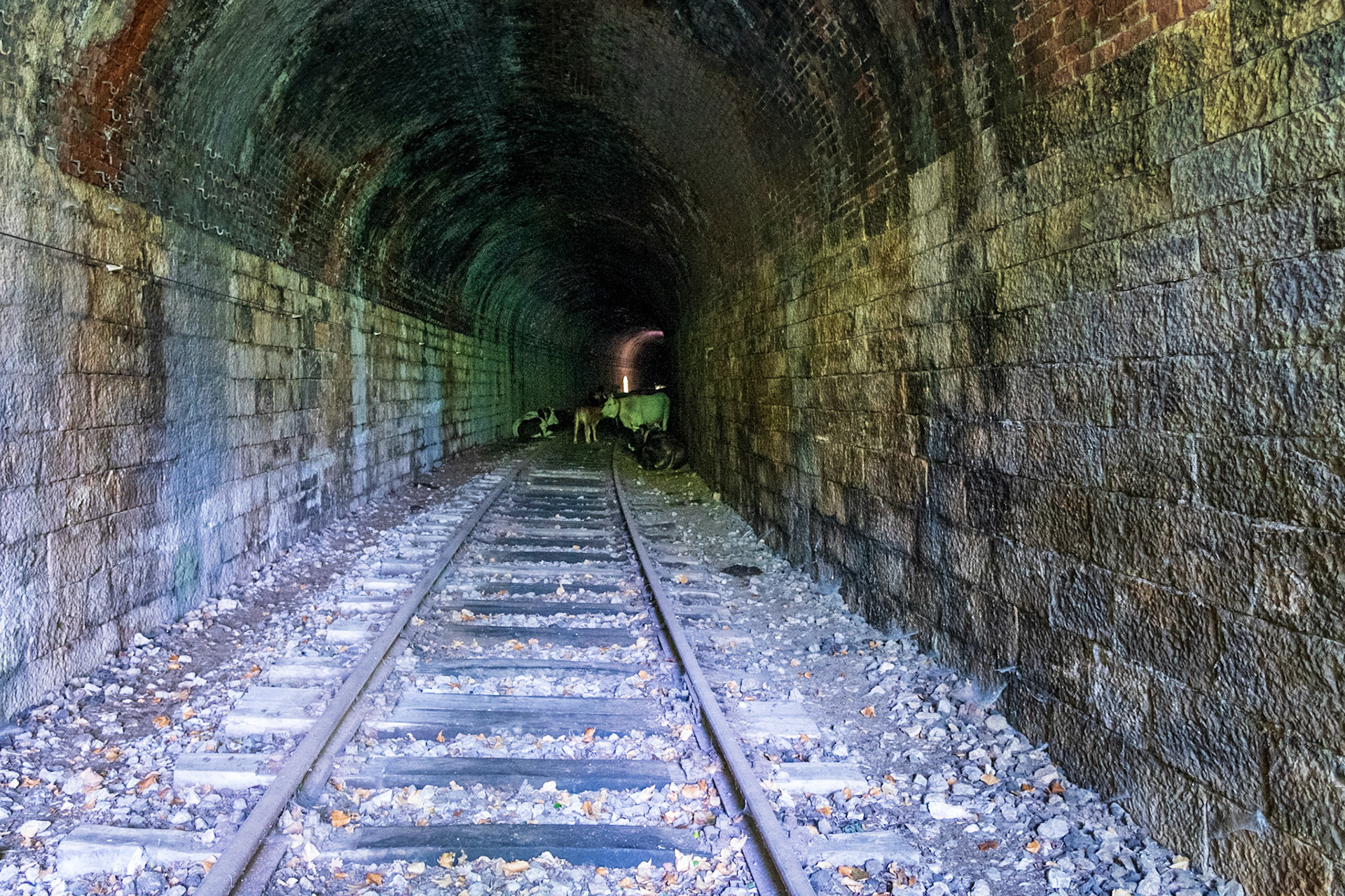 The cows in the tunnel stopped me going any further