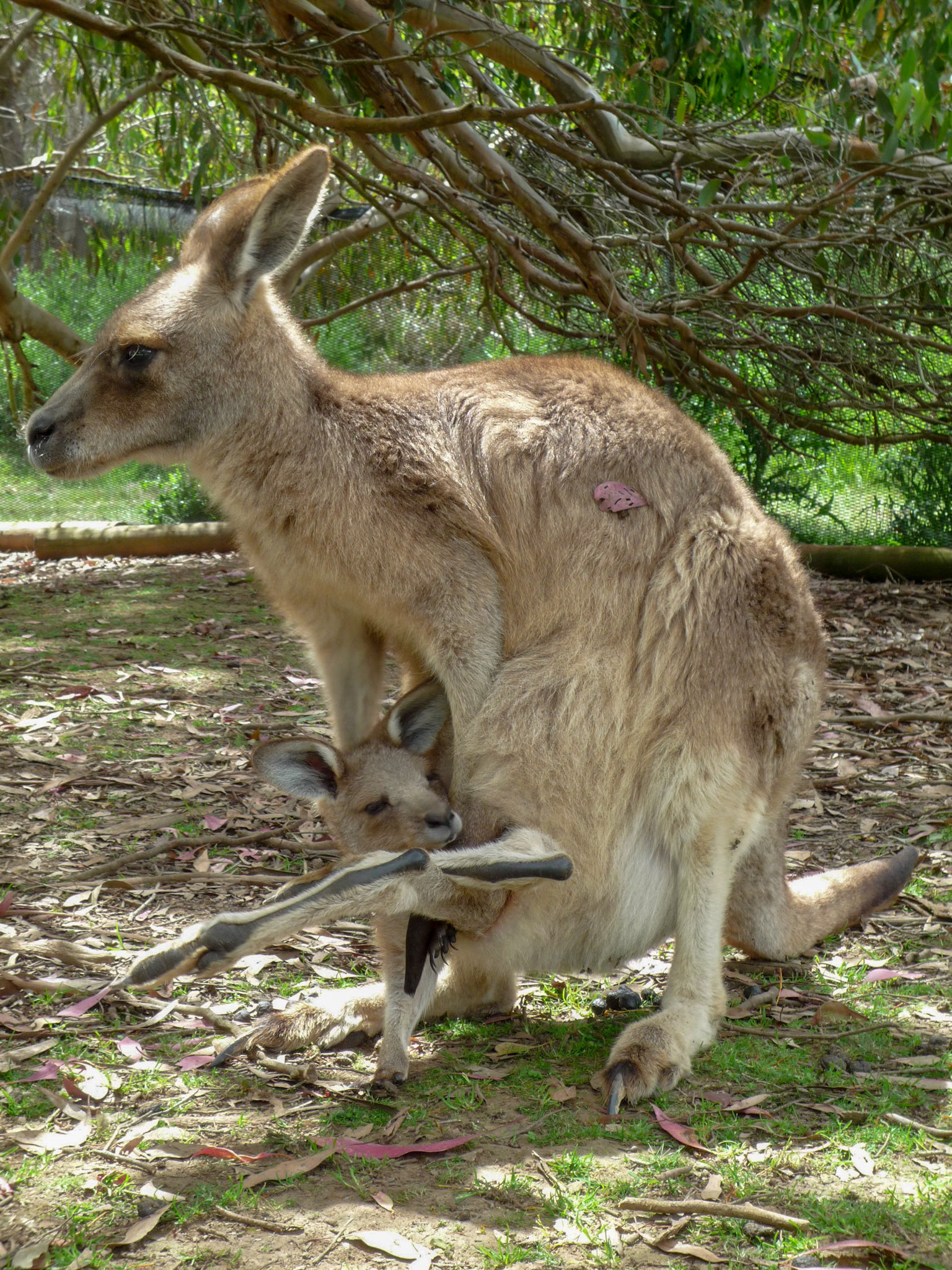 But I want to stay home!