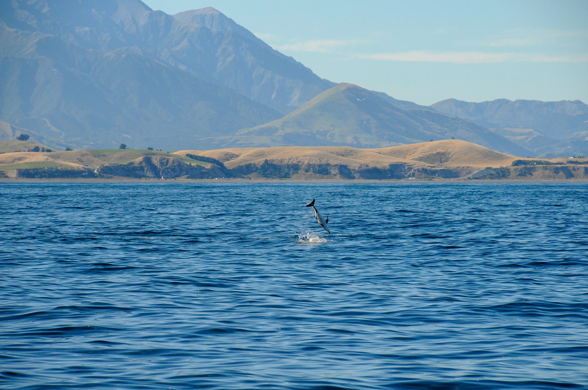 Jumping Dusky Dolphins