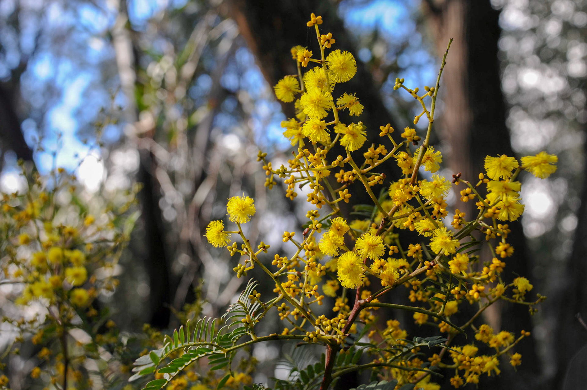 Wattle
