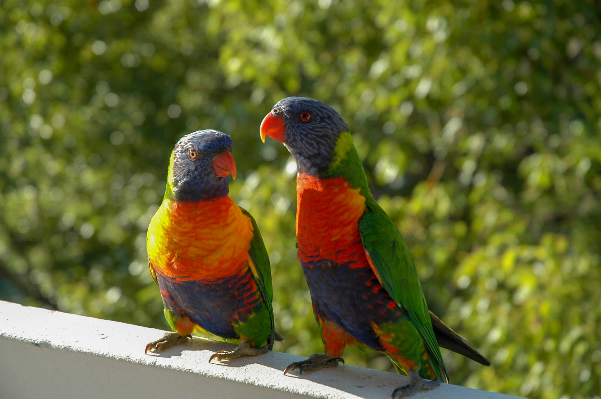 Every morning they appear demanding food.