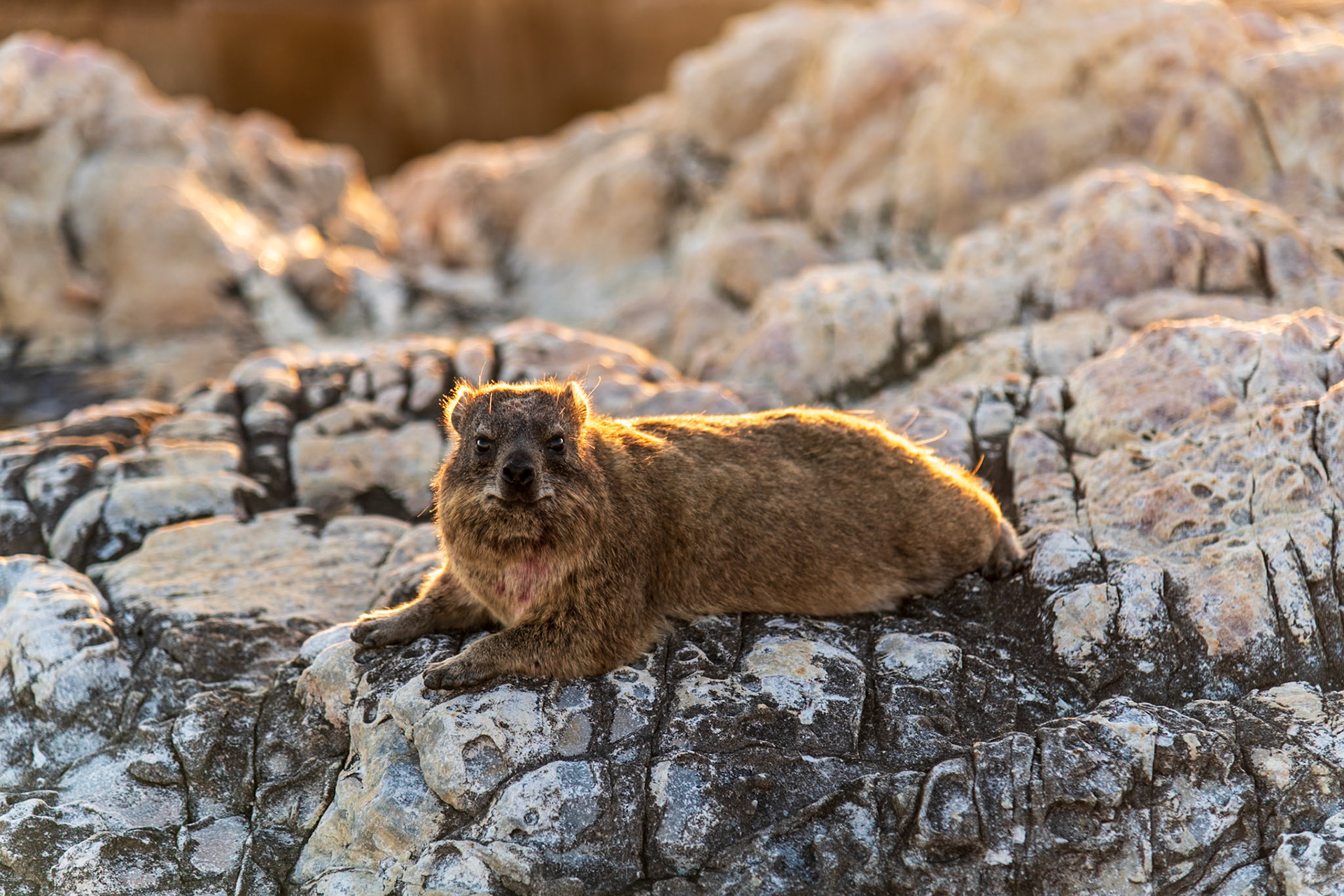 A sunbathing dassie